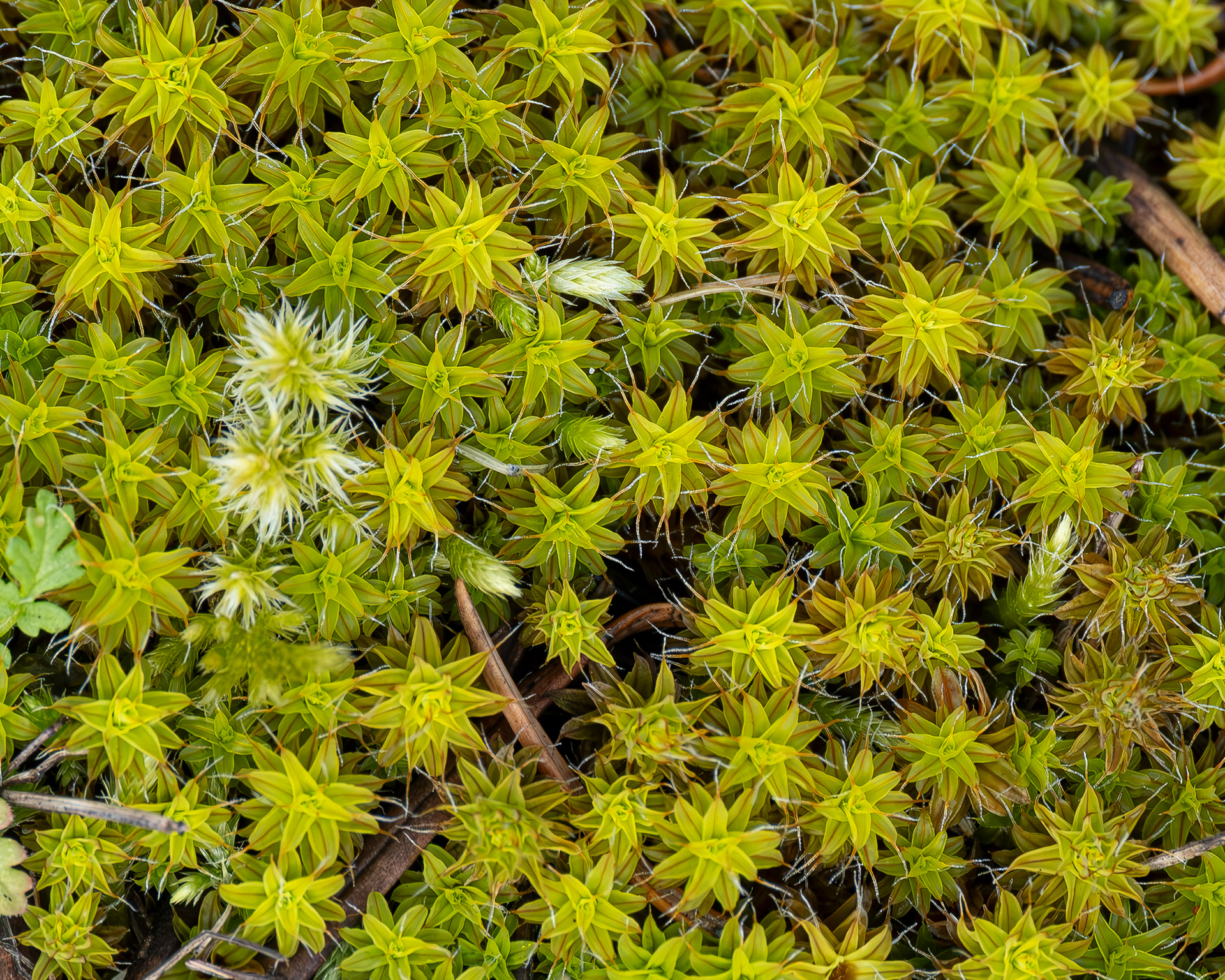 Star Moss