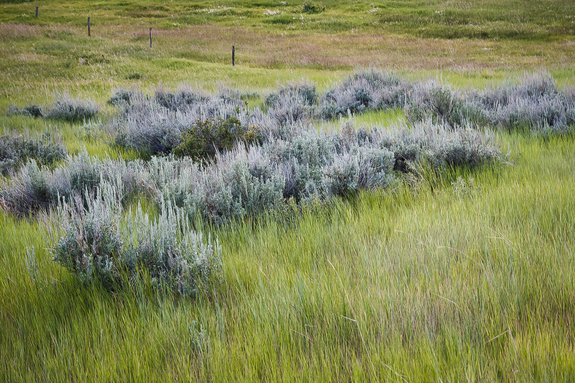 Gunn Ranch