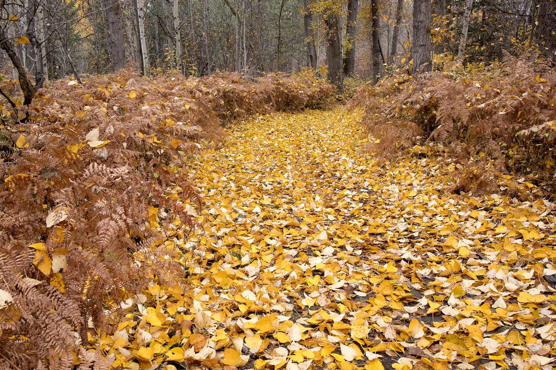 Community Trail