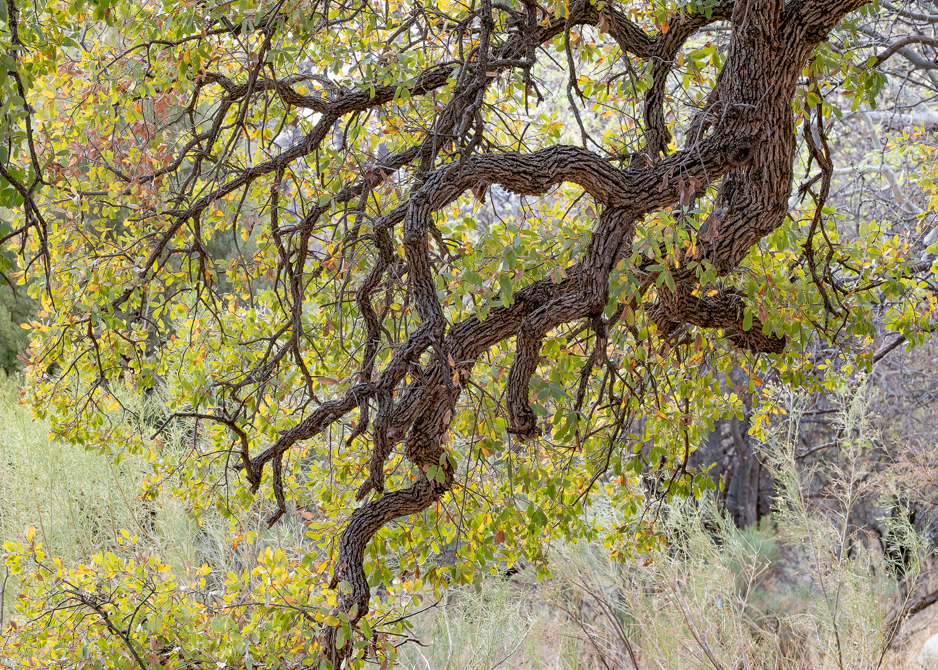 Mexican Blue Oak, Madera Canyon
