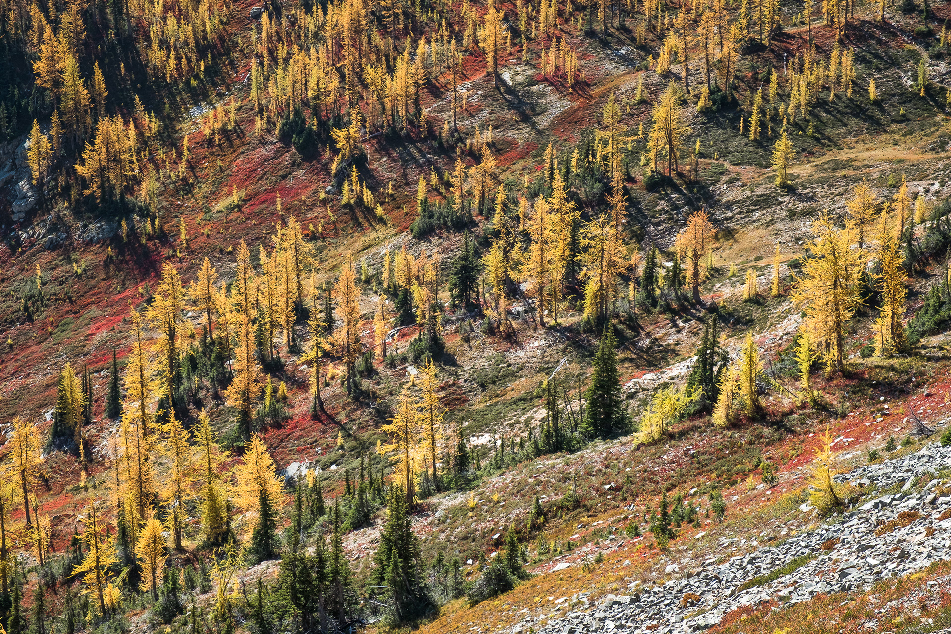 PCT south from Harts Pass