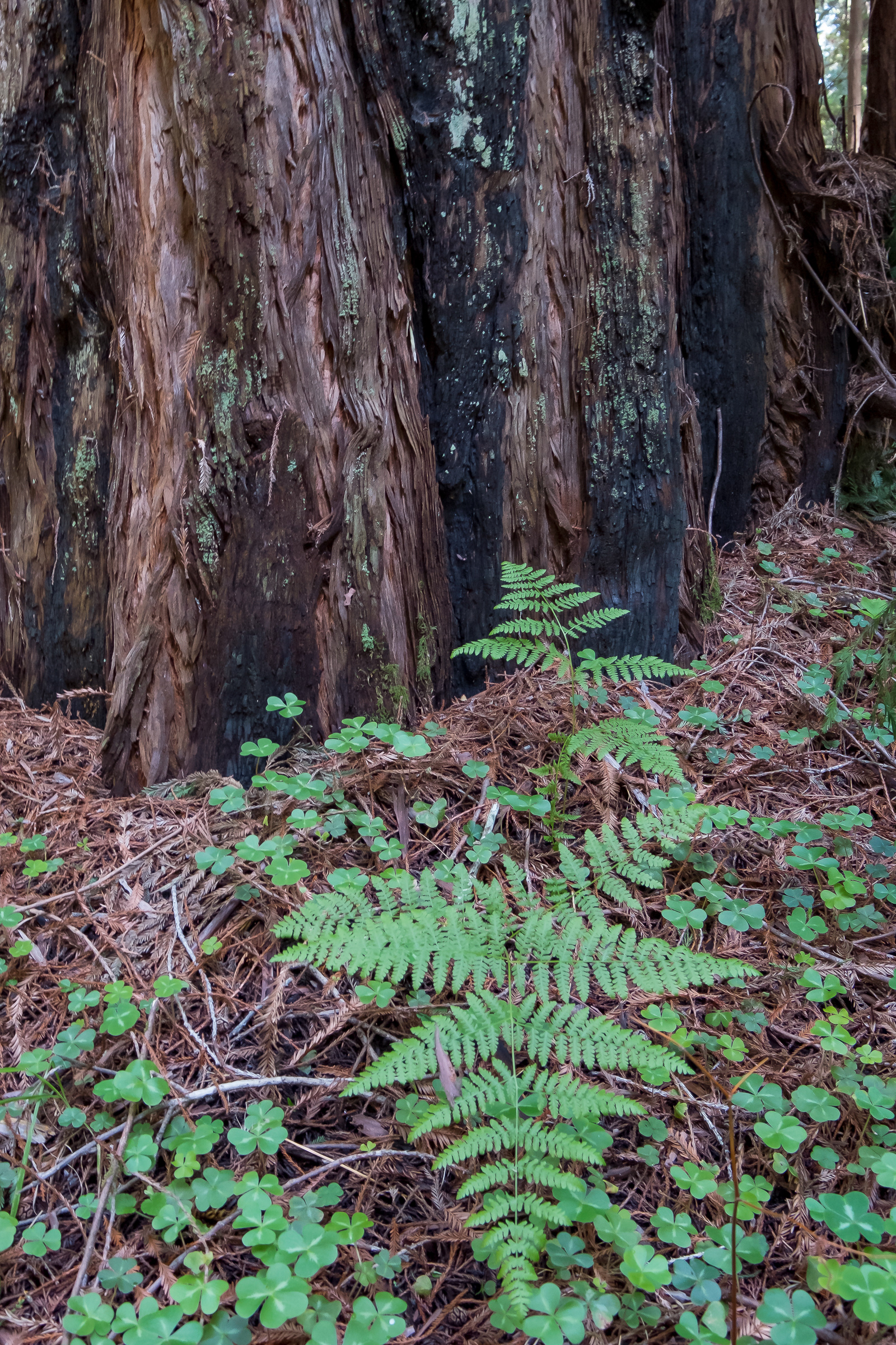 Redwoods