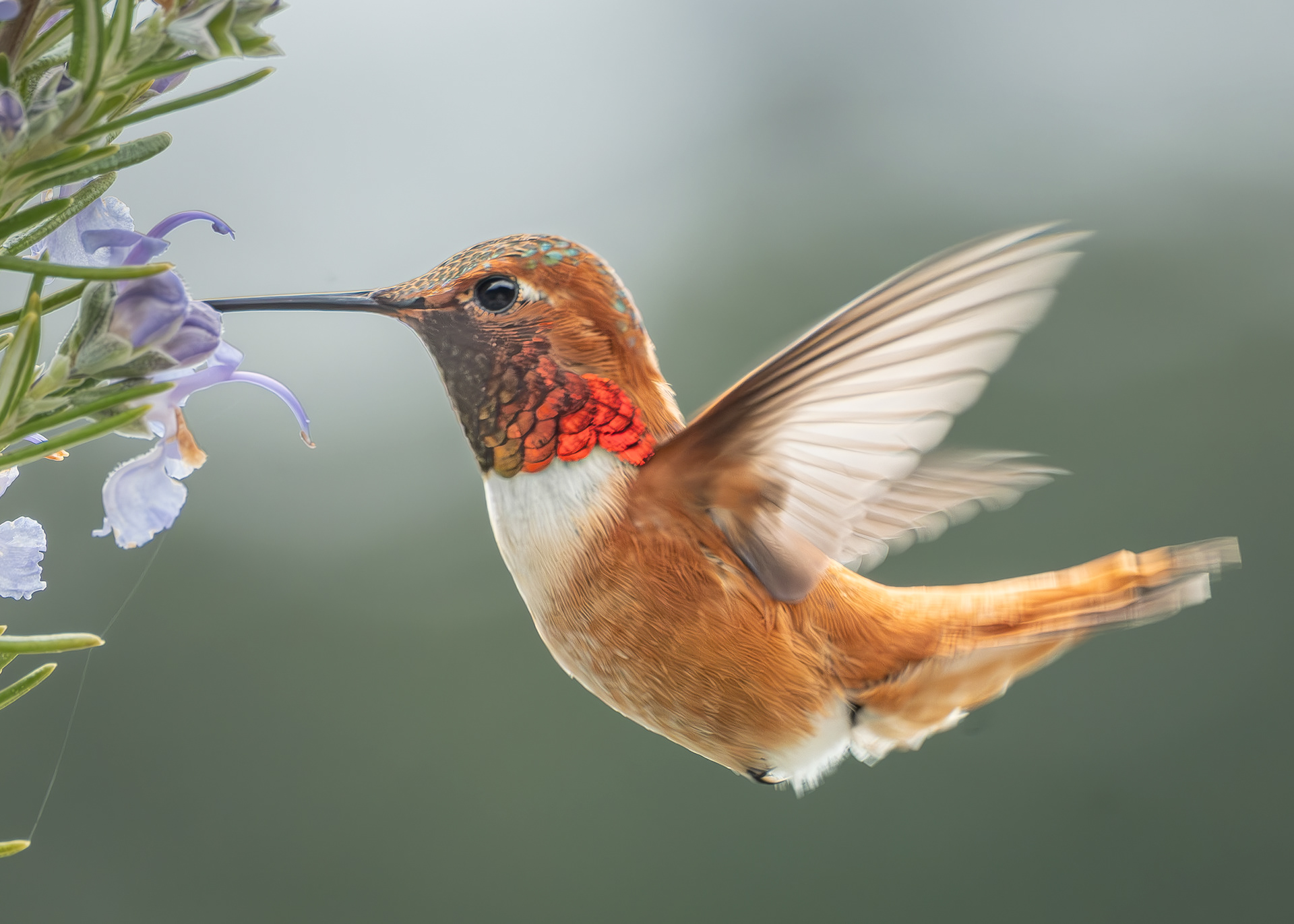 Rufous Hummingbird