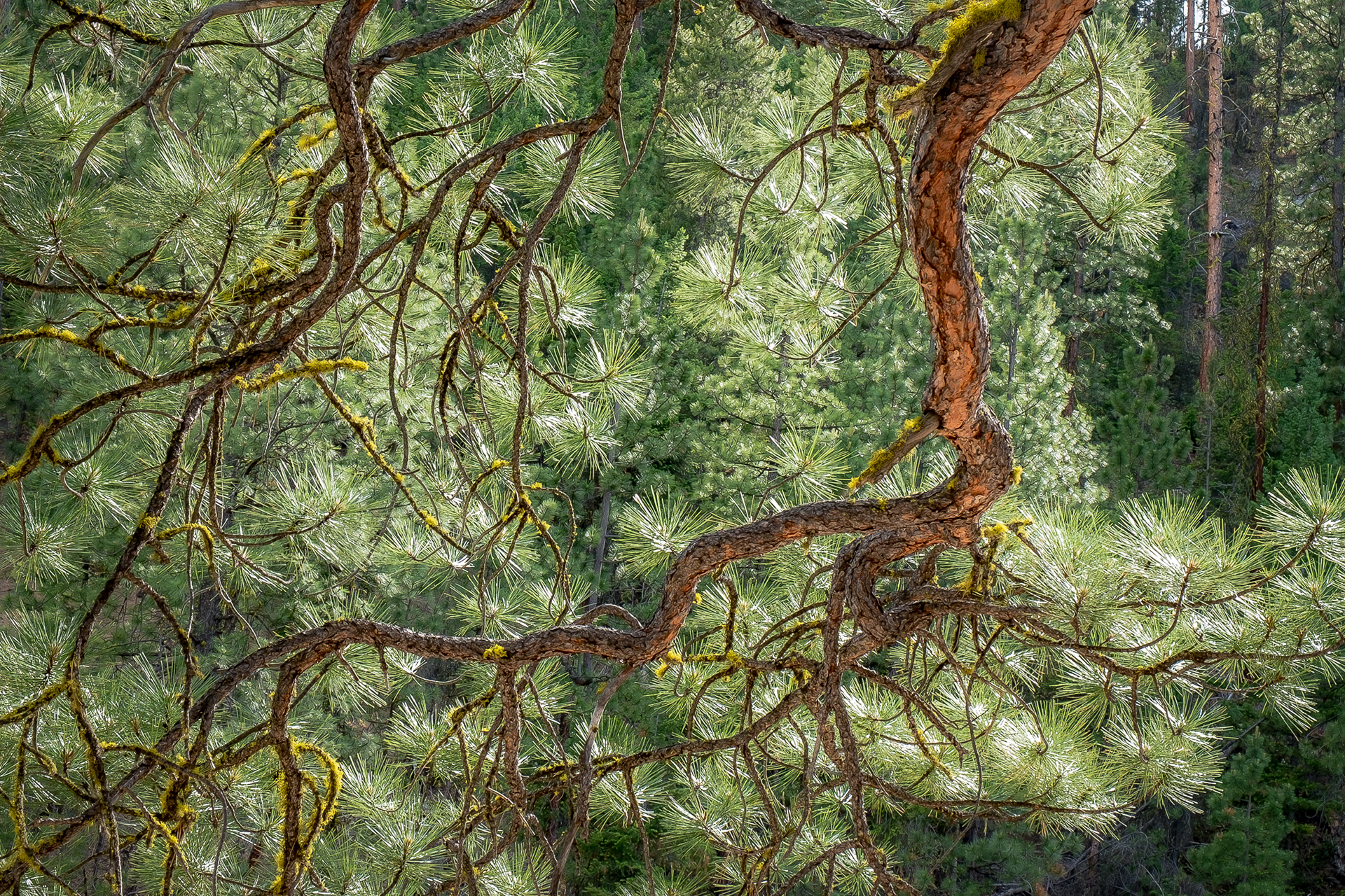 Ponderosa Pine