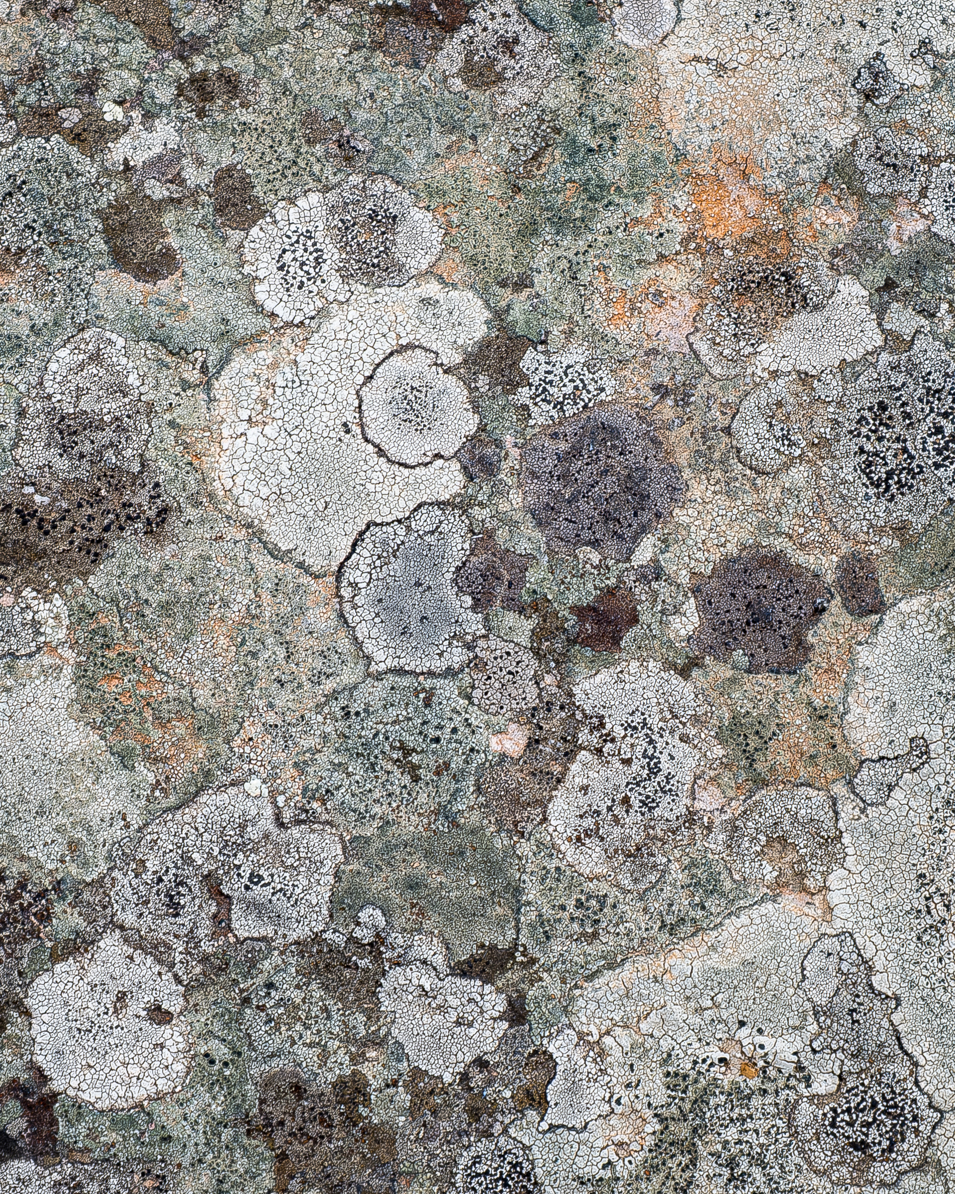 Crater Lichen, Chiricahua N.M., AZ