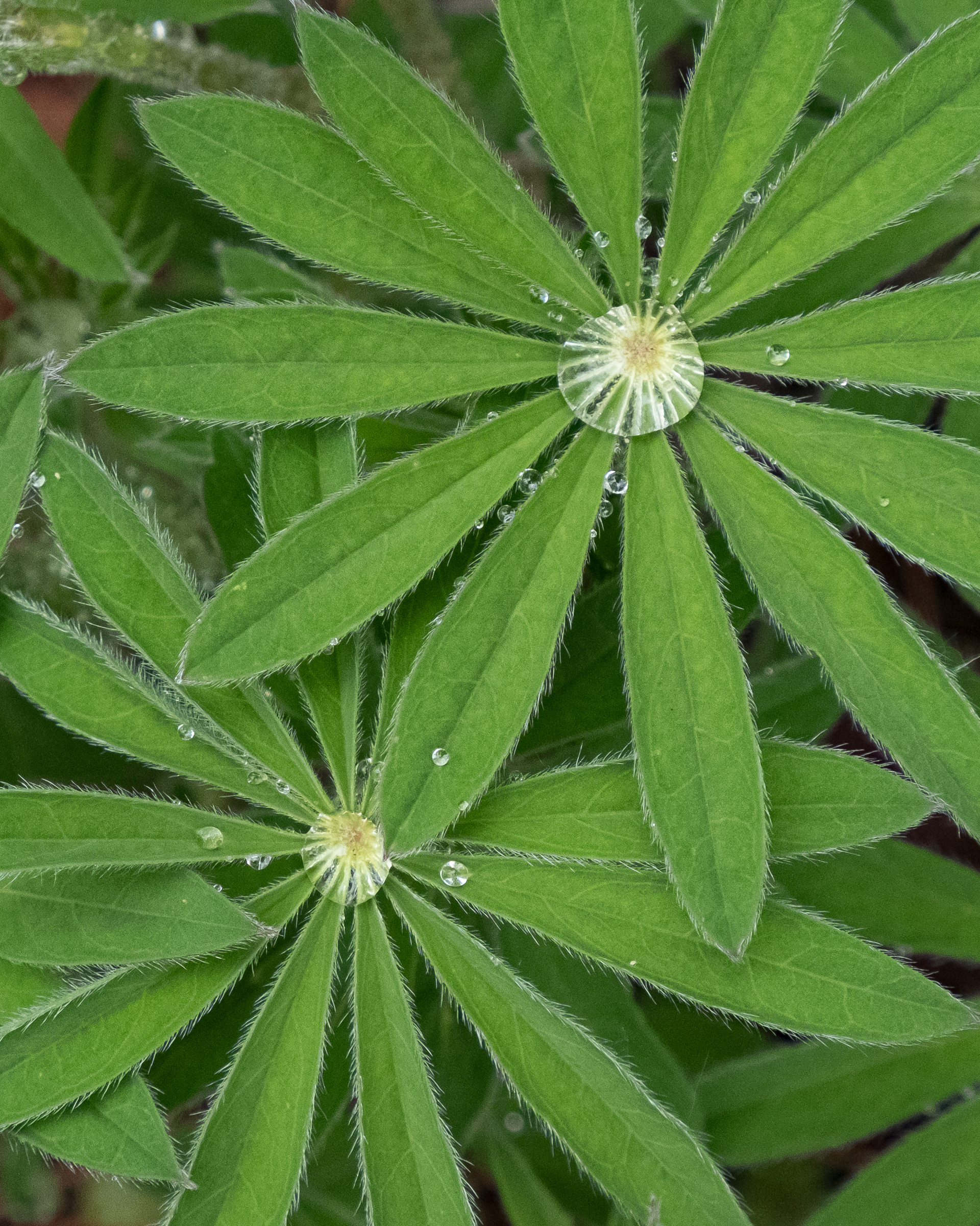 Large-leaved lupine, Methow Valley