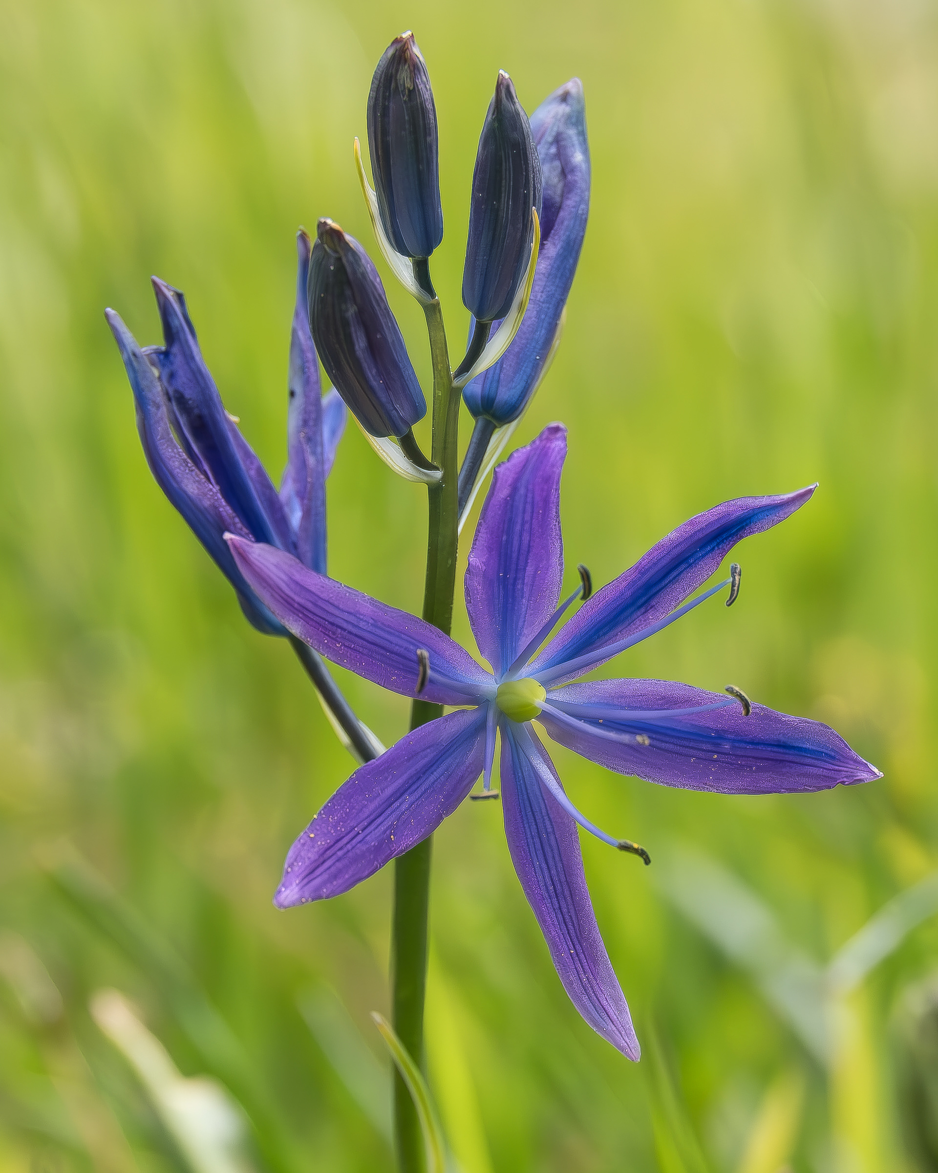 Great Camas