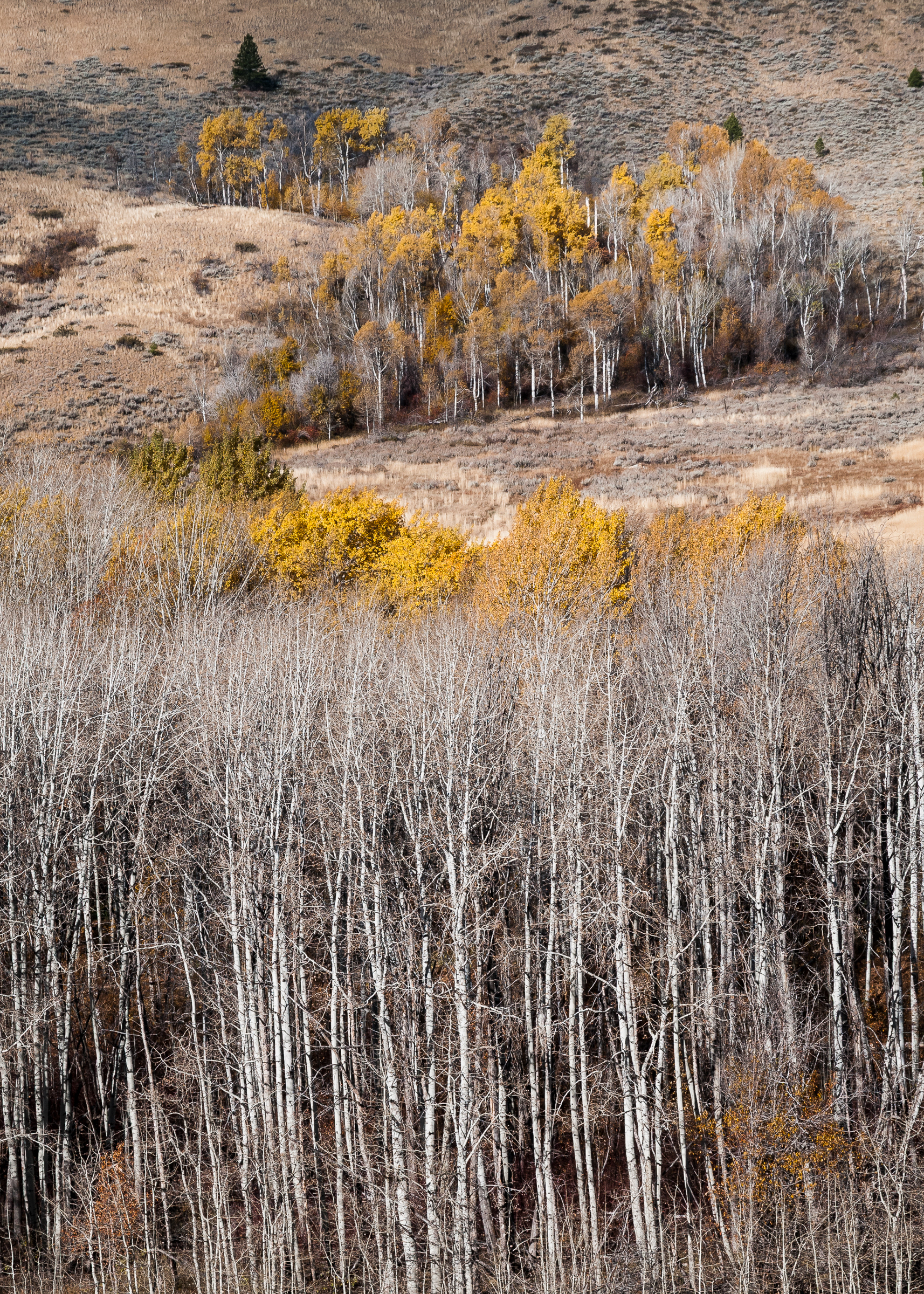 Gunn Ranch