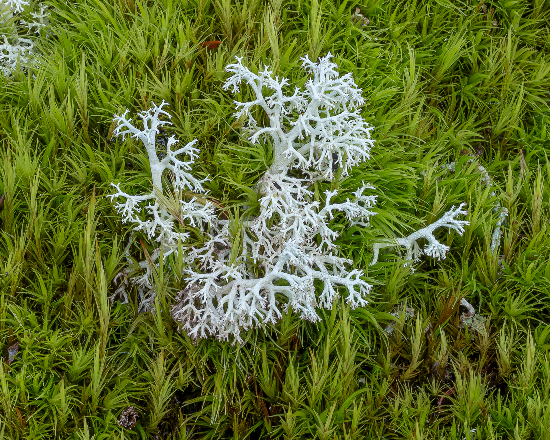 Gray Reindeer Lichen