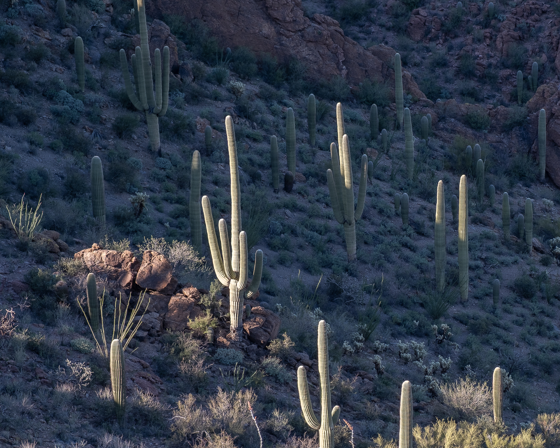 Bobcat Ridge and Starr Pass Trail, Tucson Mountain Park