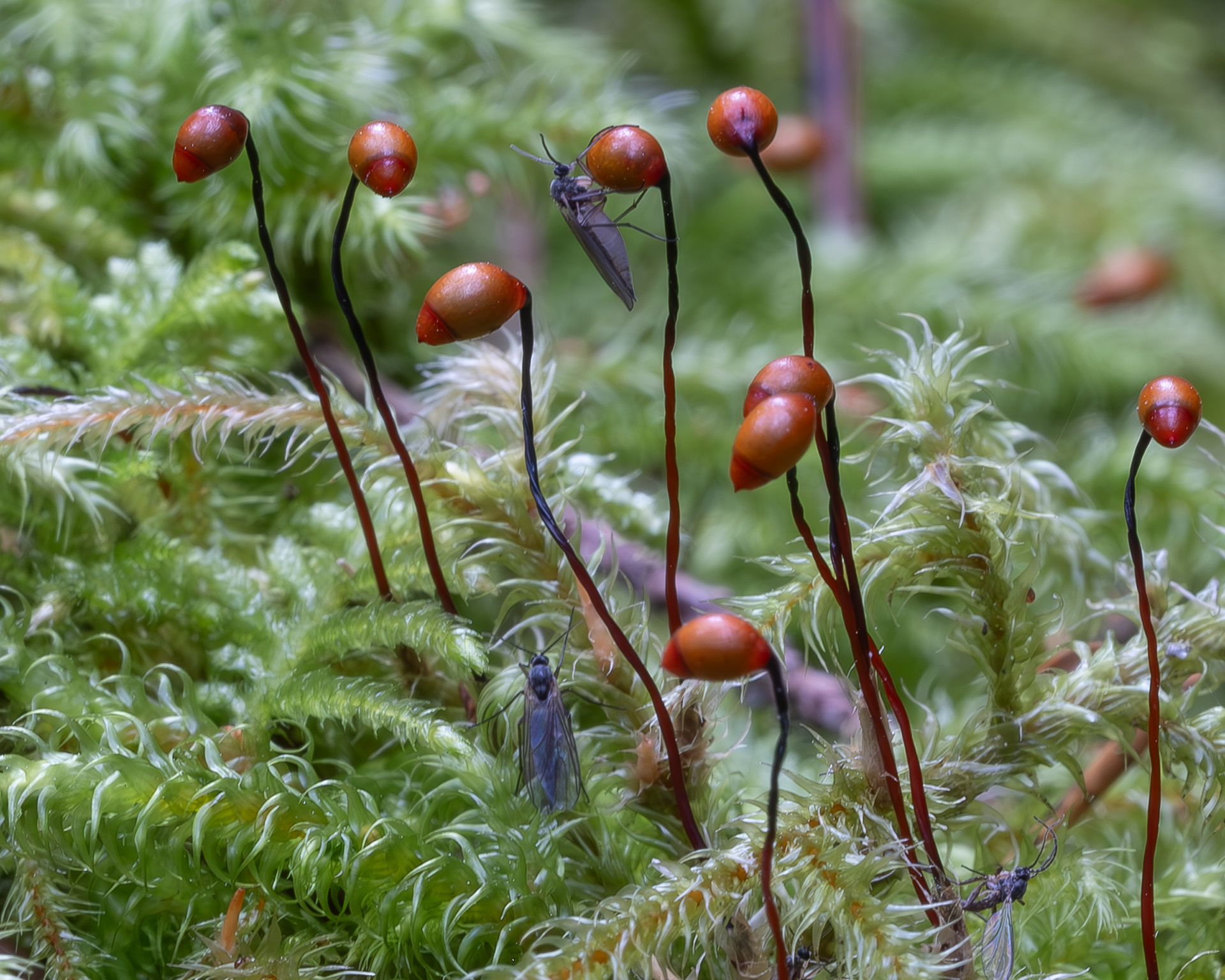 Lanky Moss