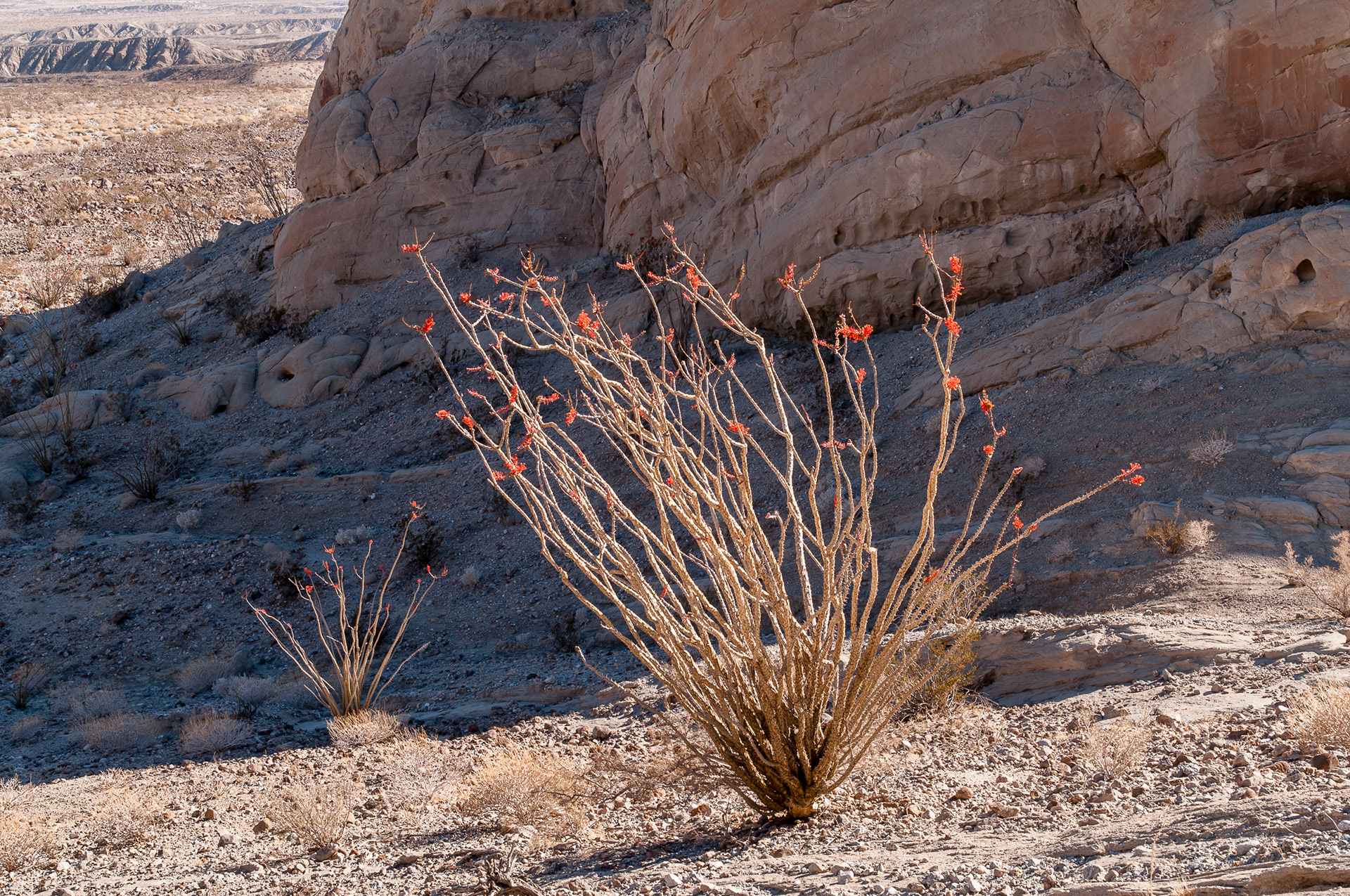 Anza Borrego