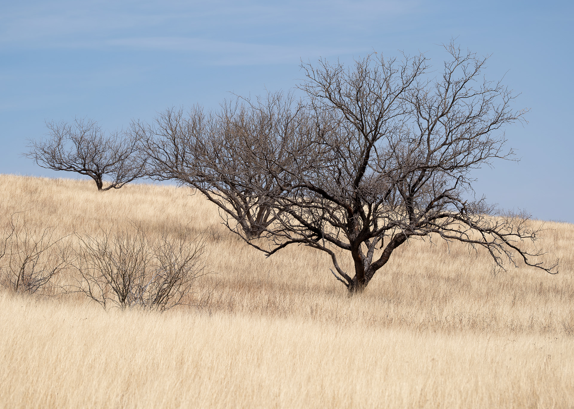 Oak Tree Canyon
