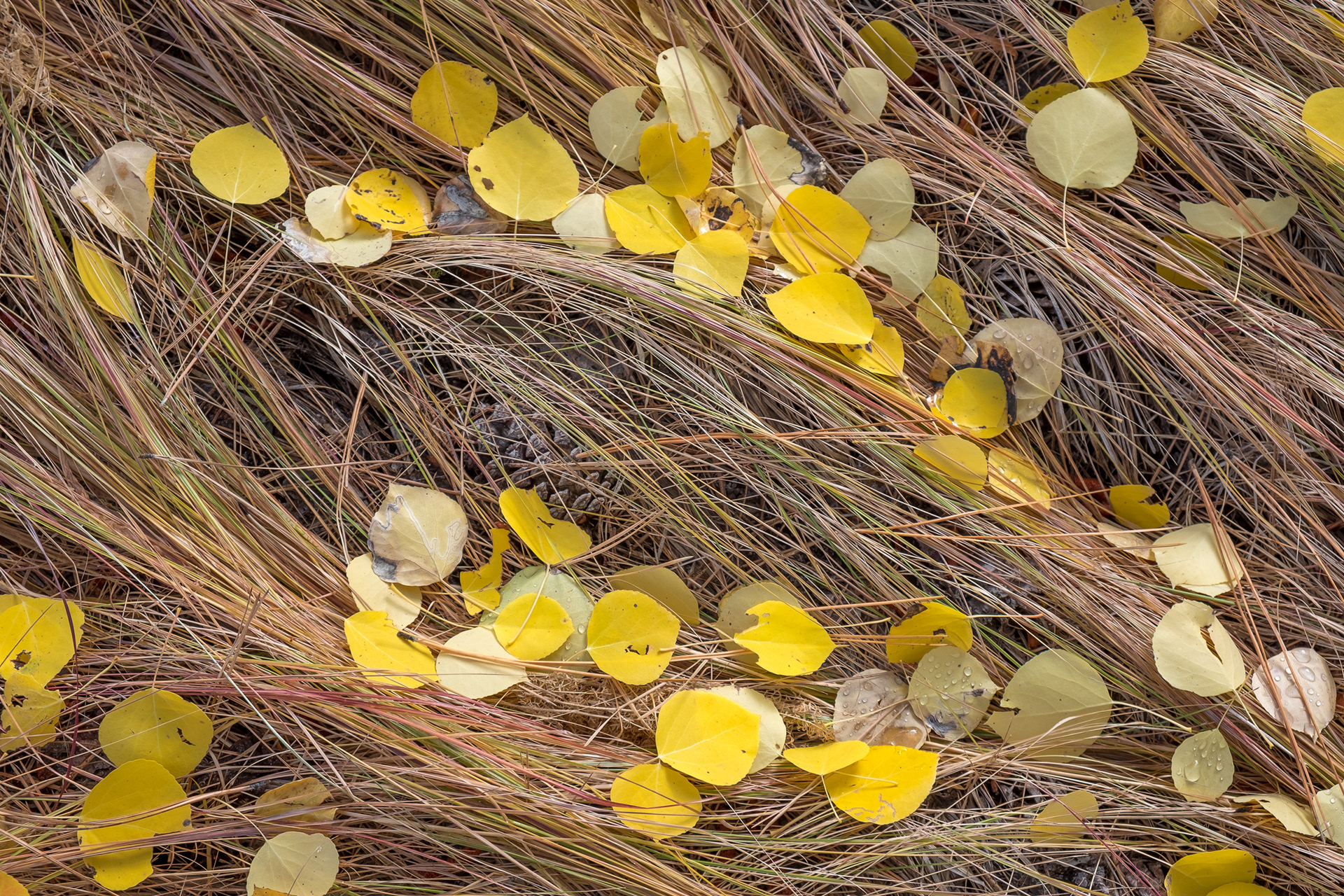 Aspen leaves