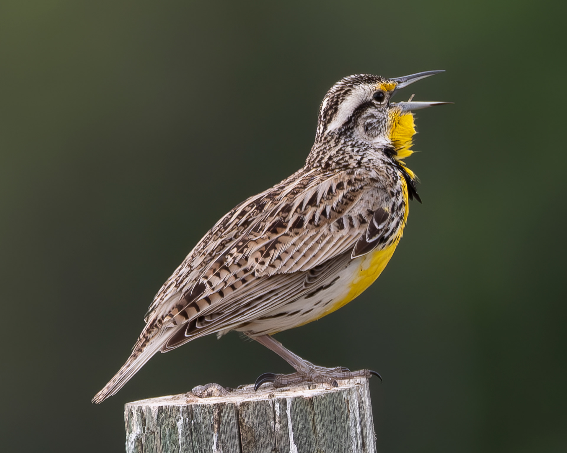 Western Meadowlark, Methow Valley