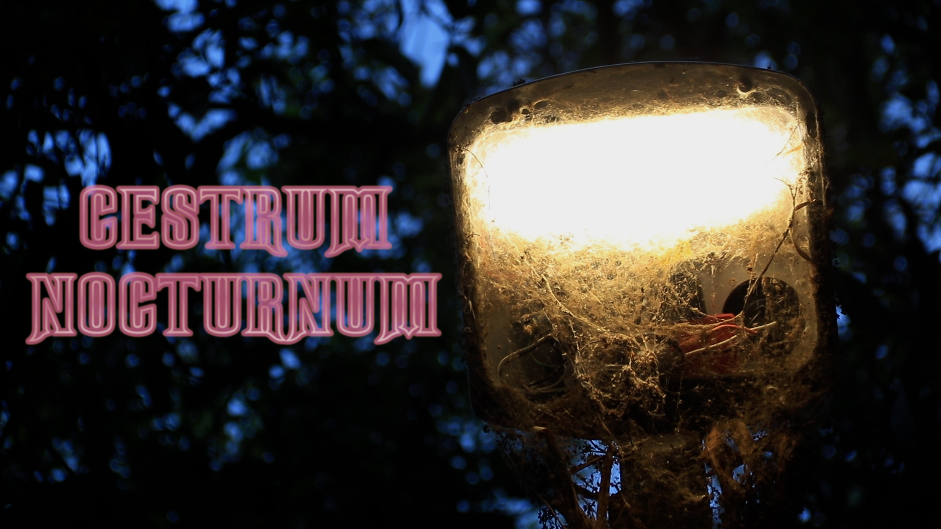 Diretor e Fotografia no curta - Cestrum Nocturnum