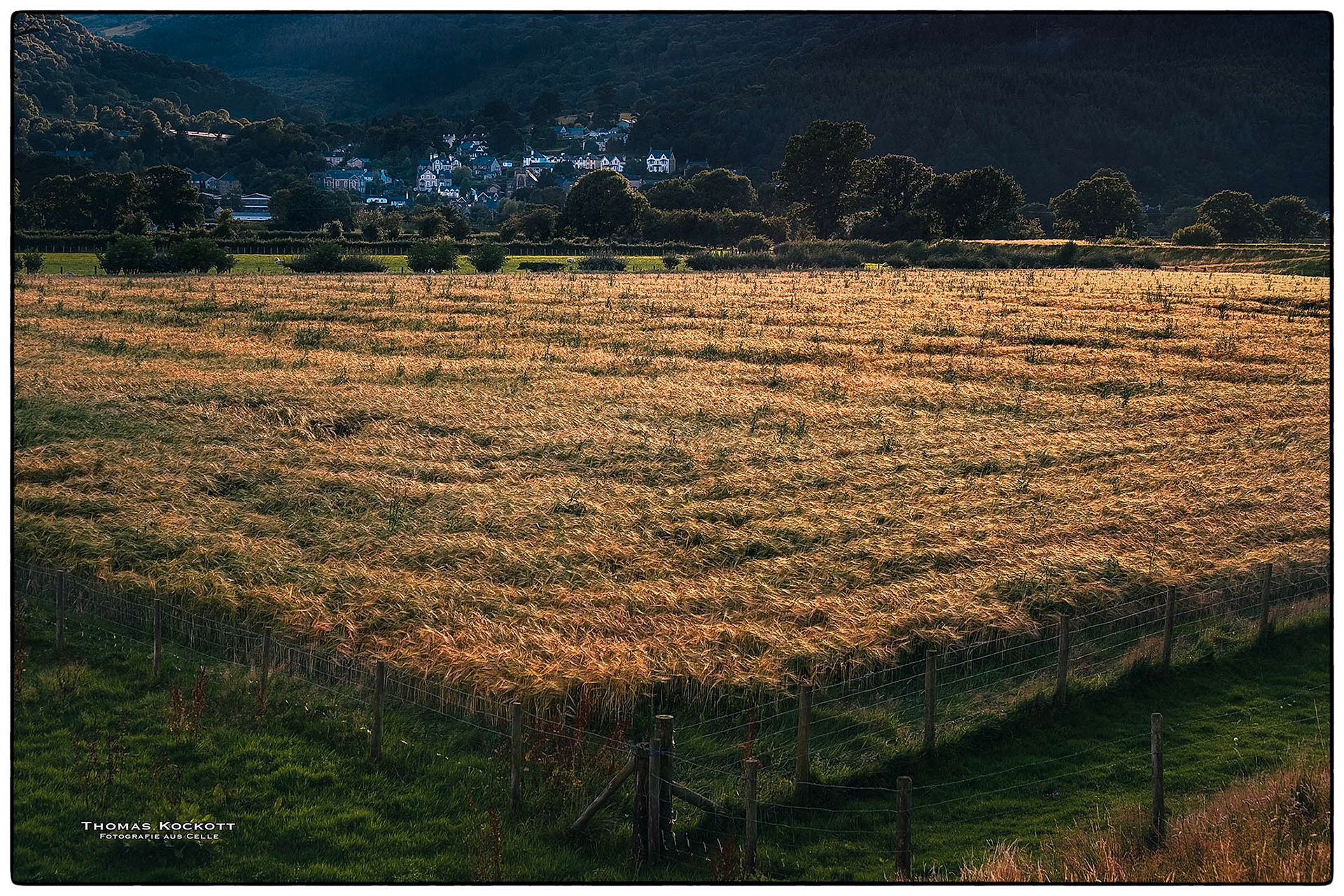 Fields of Gold