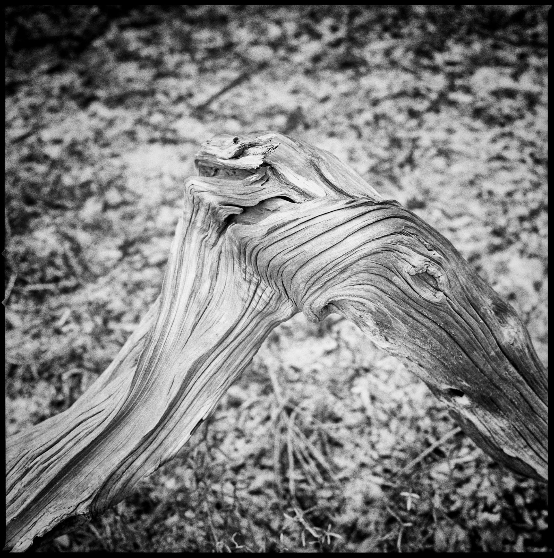 Marsh Driftwood Detail, 2016