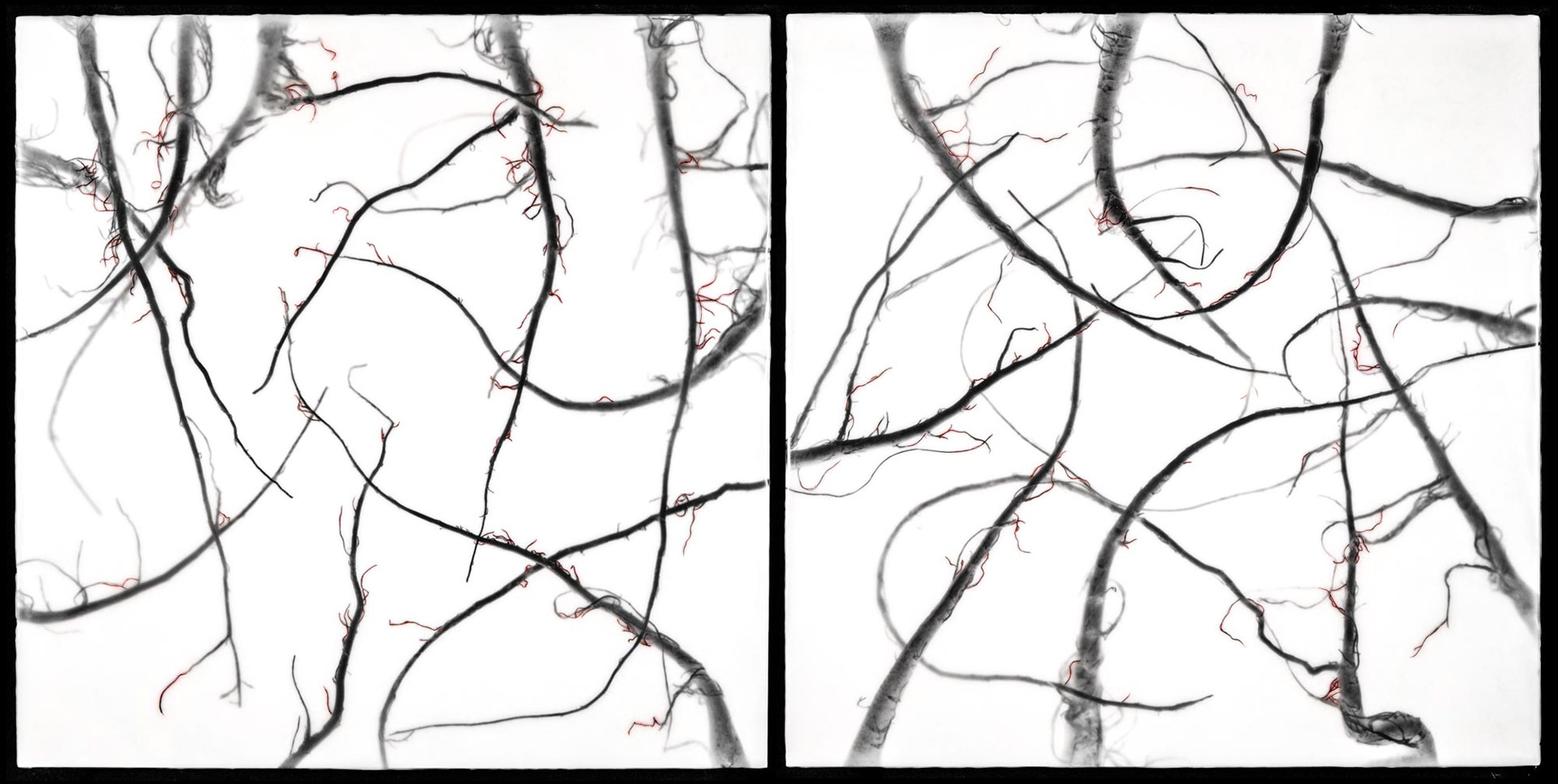 My Mother's Roots (radishes), 2013, 16x32"