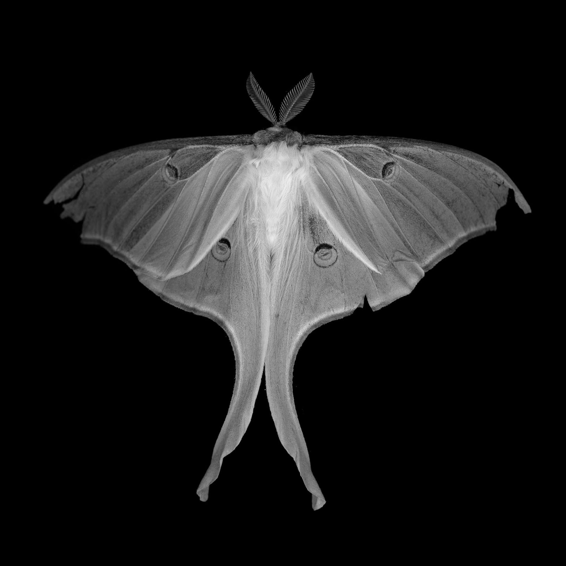 Actias Luna I (luna moth) 21st century, 2008, archival pigment print, 40x40"
