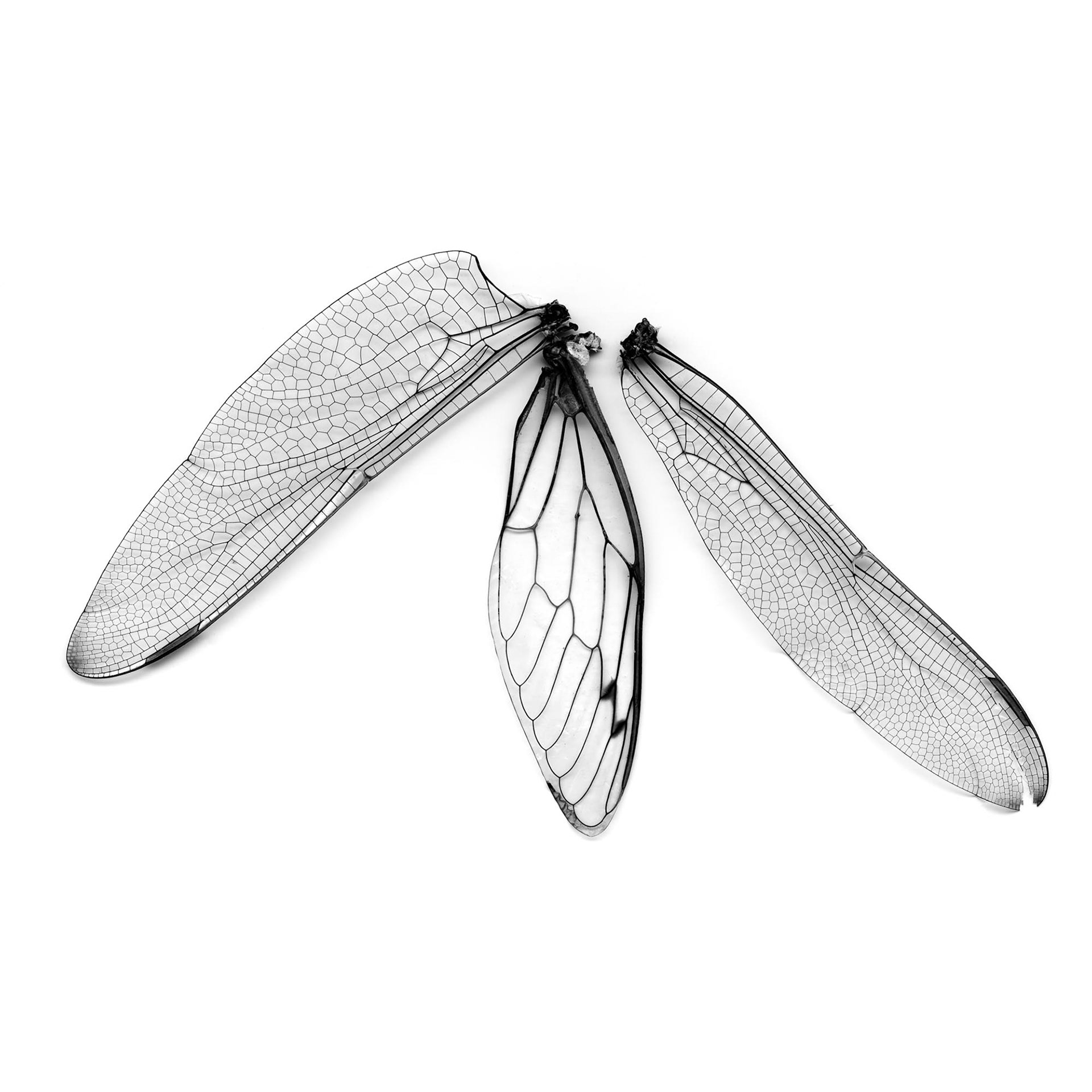 Dragonfly and Cicada Wings, 21st century, 2008, archival pigment print, 40x40"