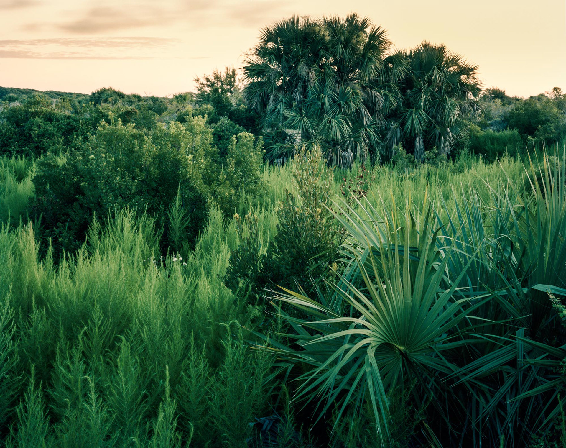 Slough at Dungeness Beach Crossing, 2019 (taken in collaboration with Emily J. Gómez)