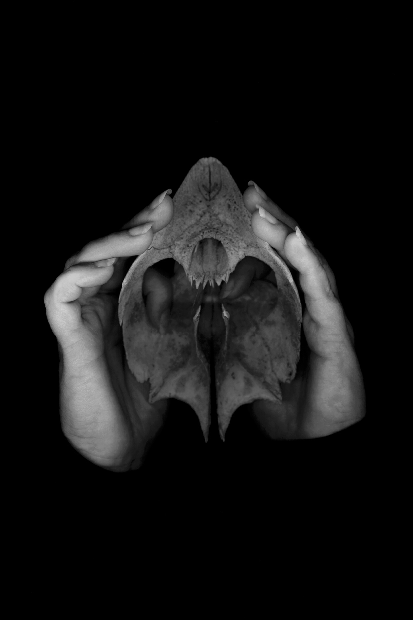 Loss, 1999, Iris print, 33x22"