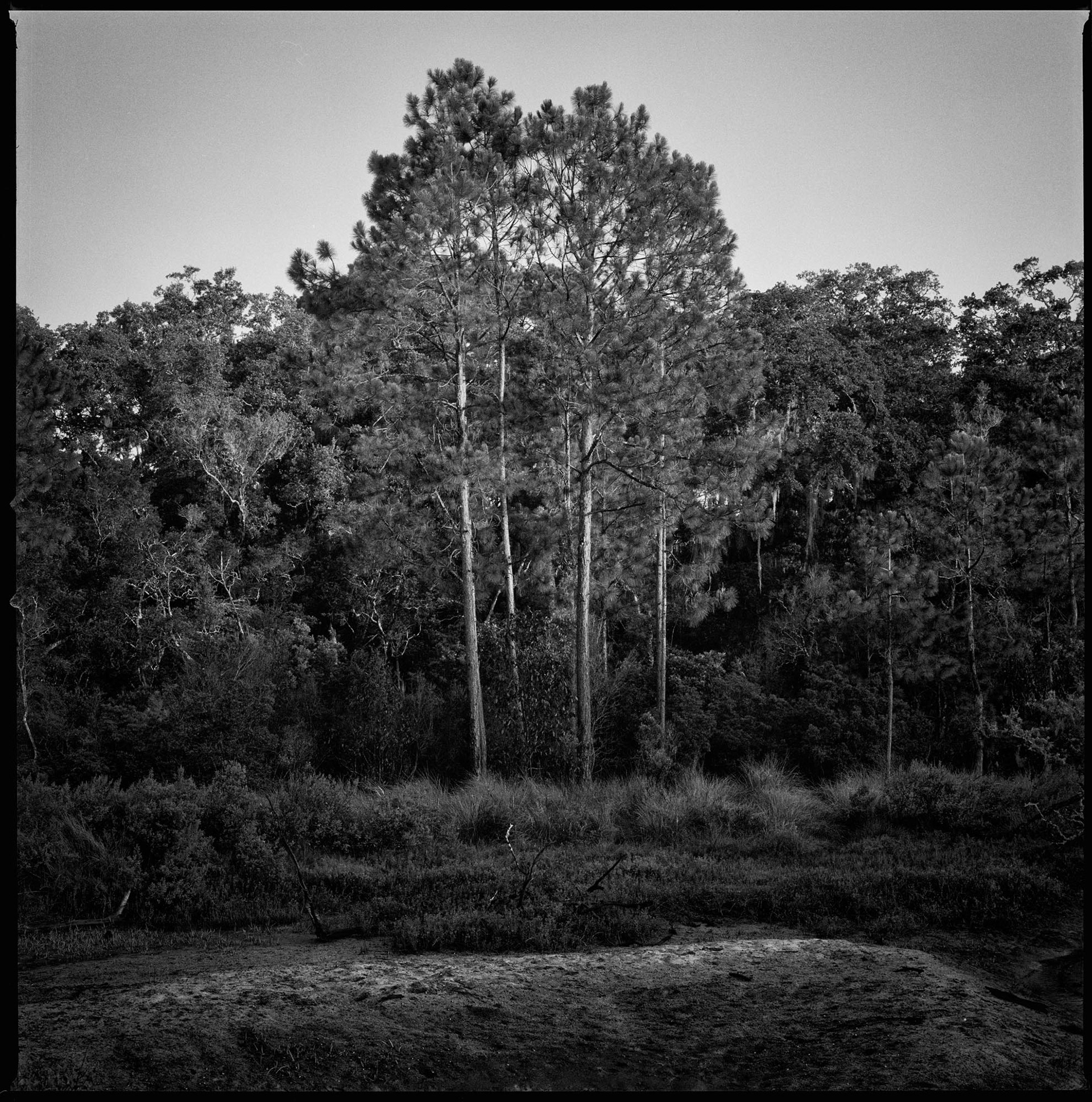 Longleaf Pines at Killman Field Wetlands, 2017