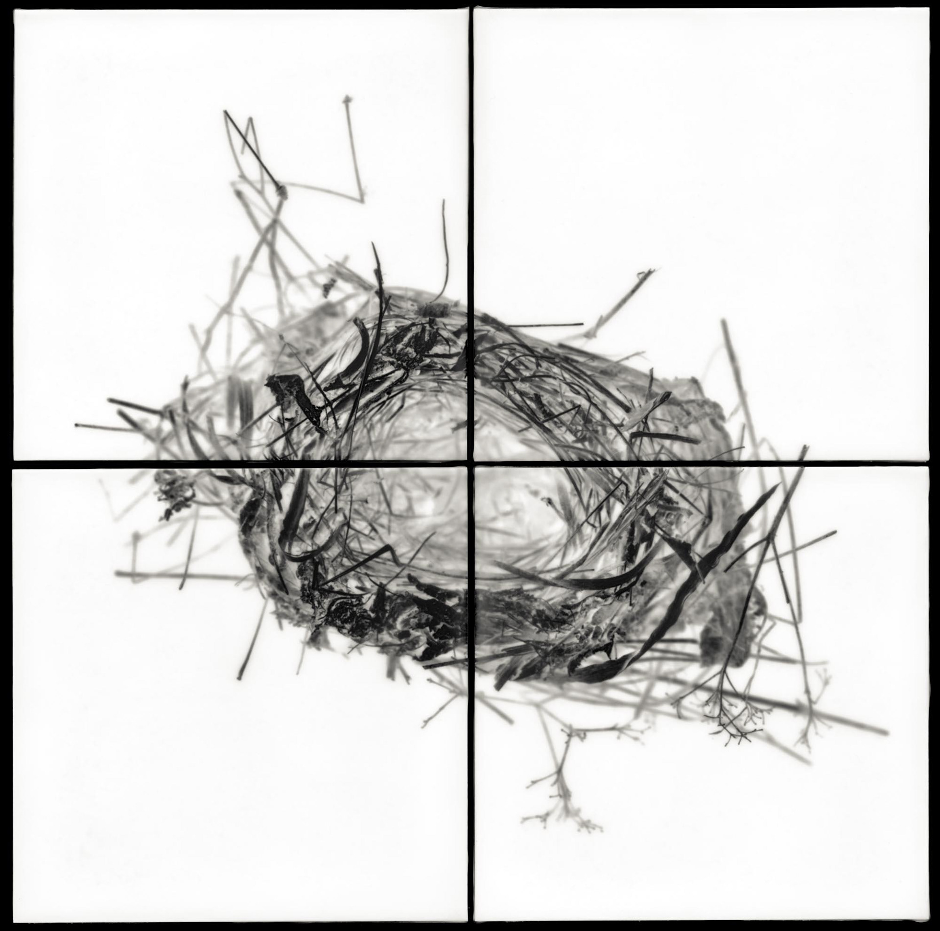 Nest V, 2011, 32x32"
