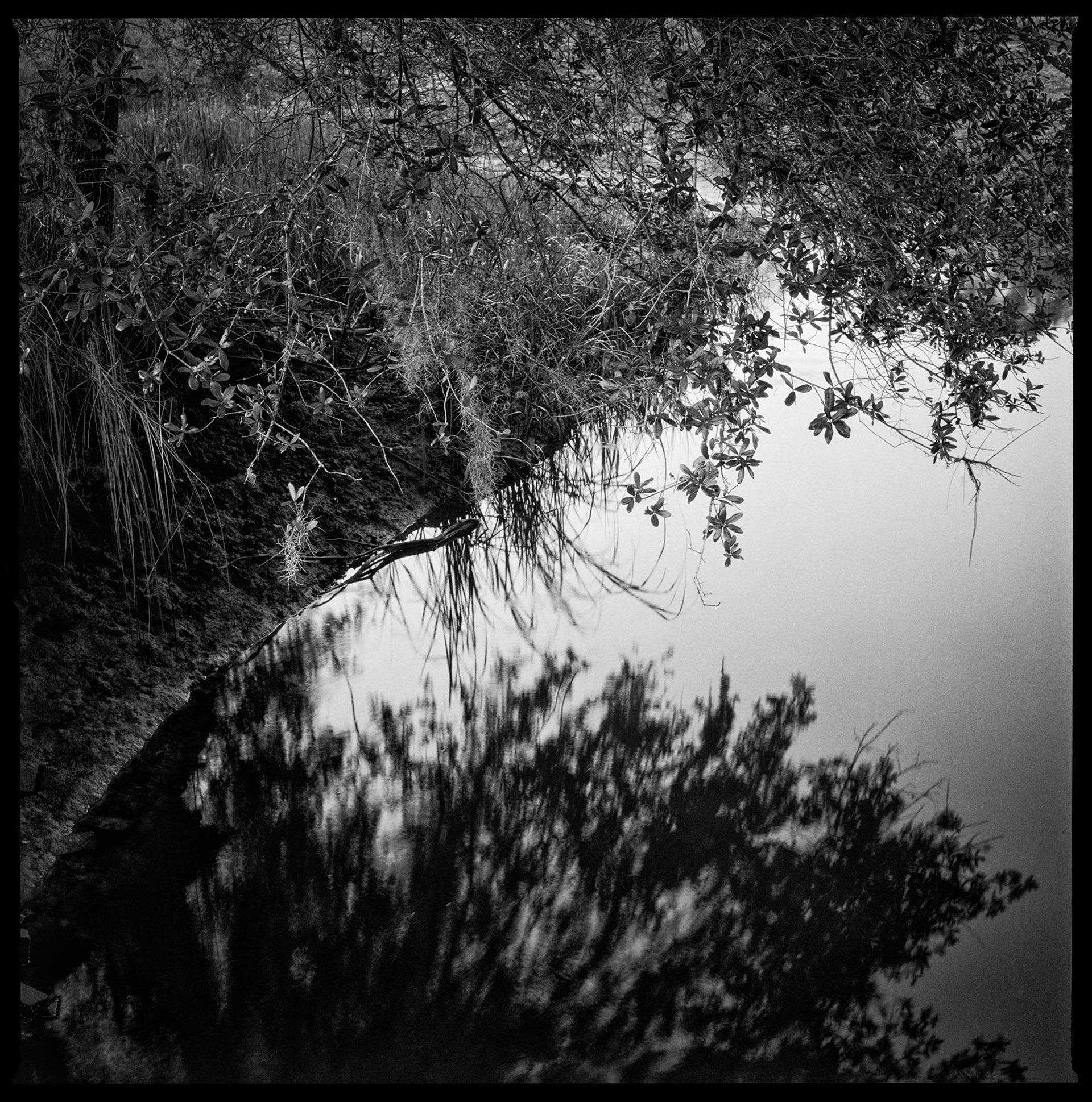 Killman Field Wetlands, 2017