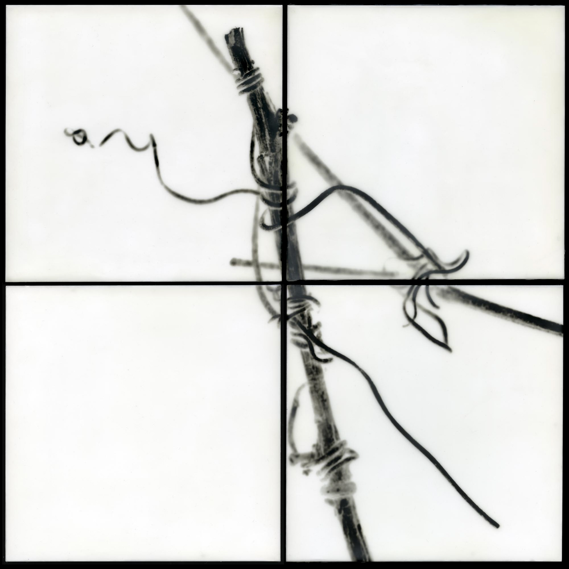 Muscadine I, 2009, 16x16"