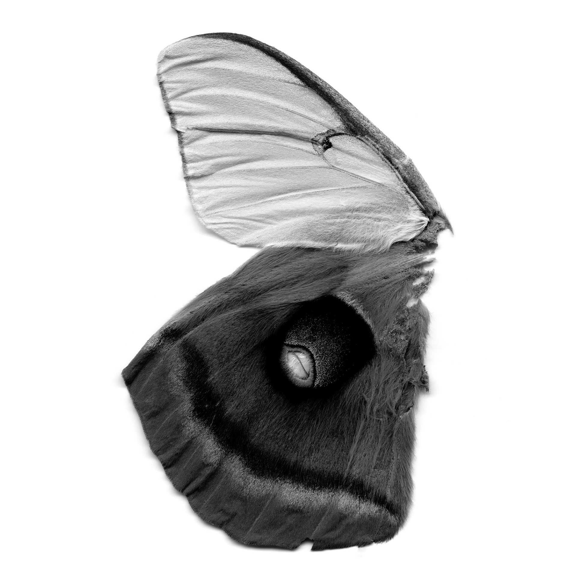 Moth Wings (female luna, male polyphemus), 21st century, 2008, archival pigment print, 40x40"