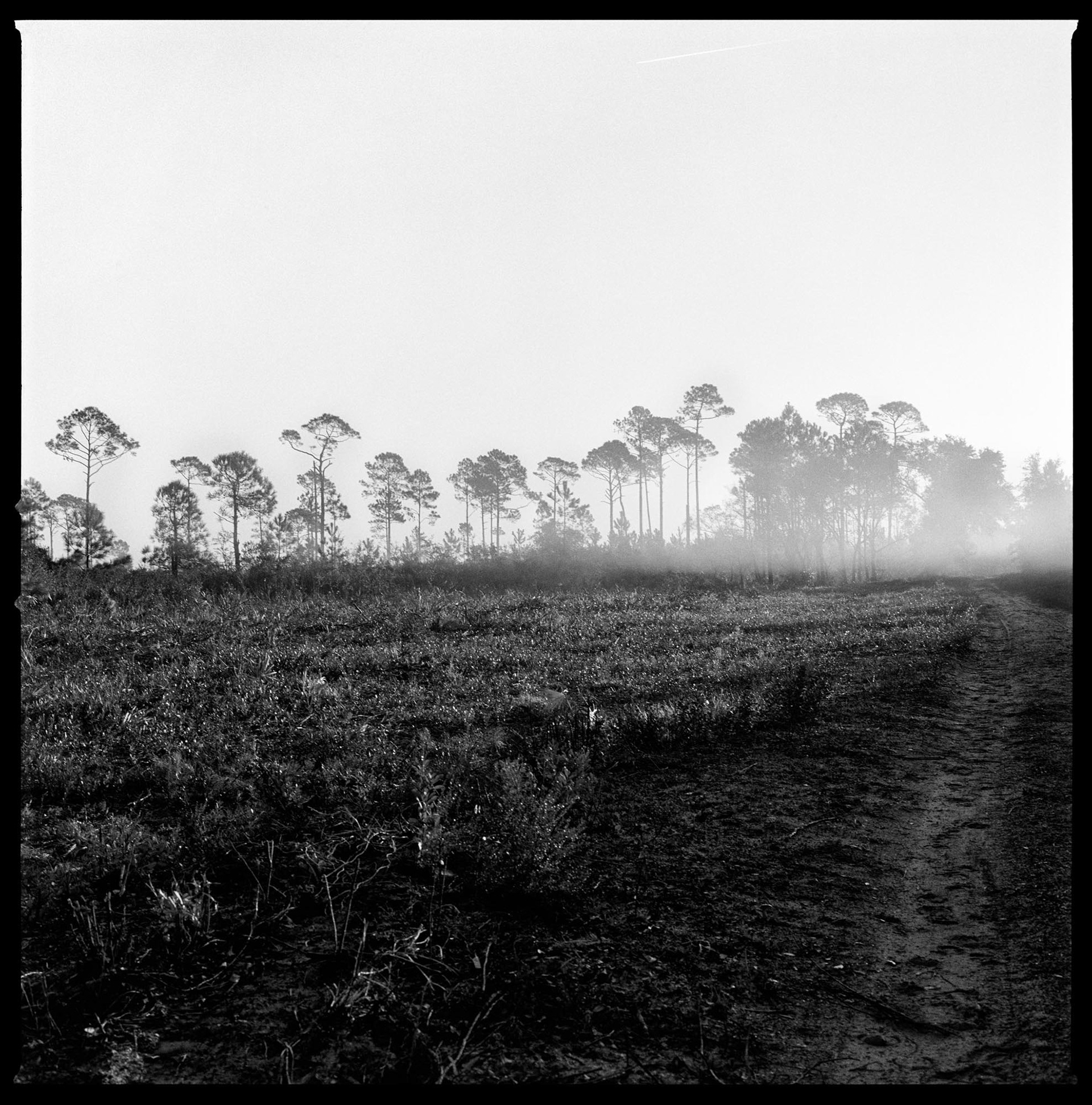Longleaf Pines and Winter Fog, North Cut Road, 2016