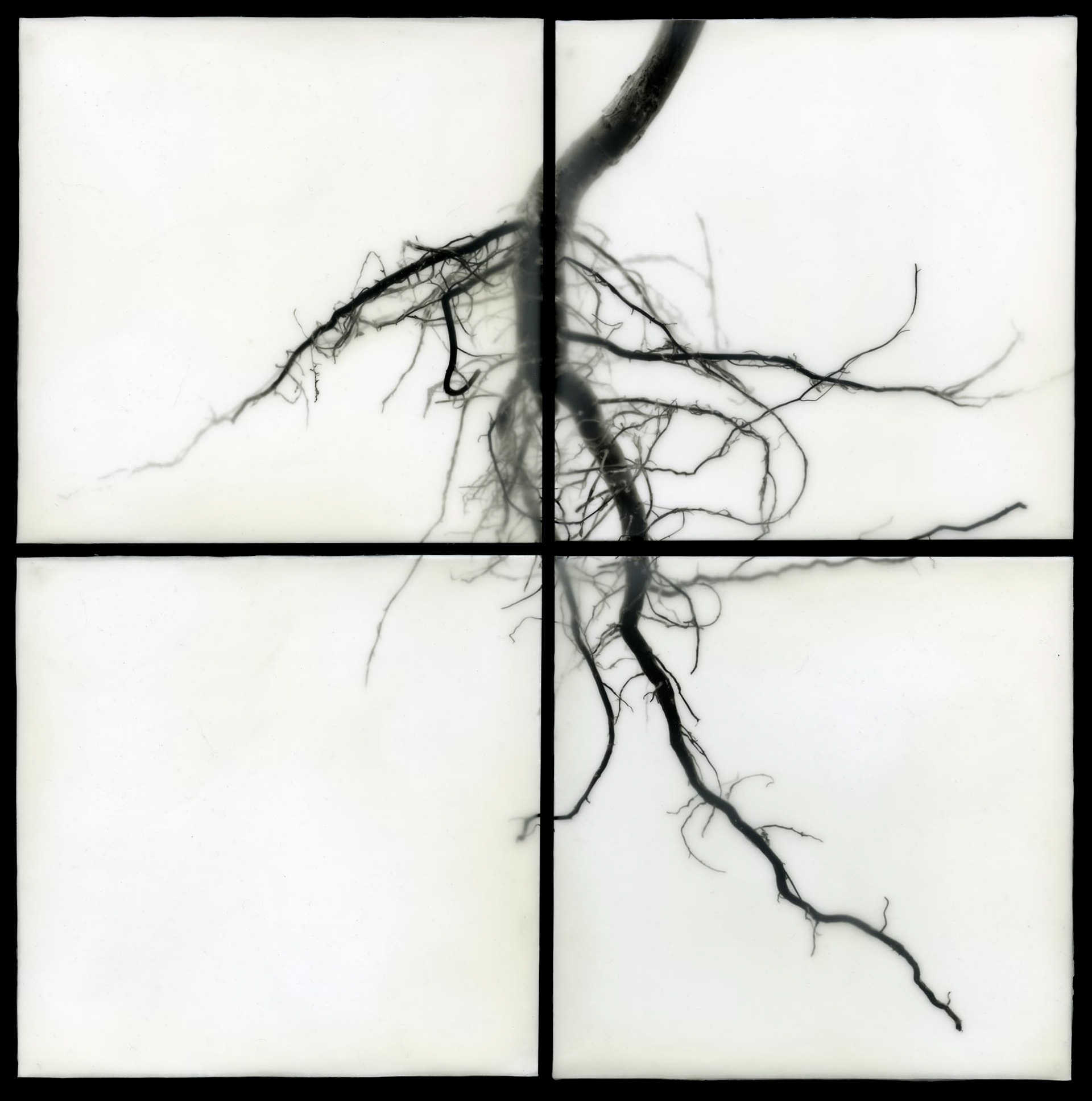Root I, 2009, 32x32"