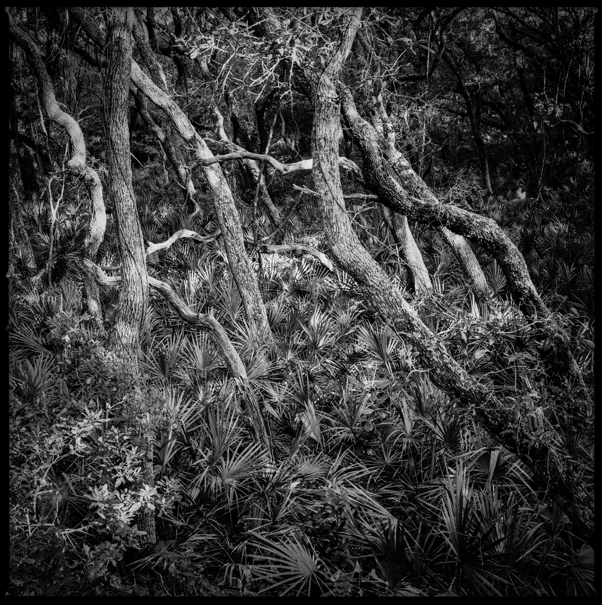 Elevated View of Maritime Forest at Stafford Beach Crossing, 2016