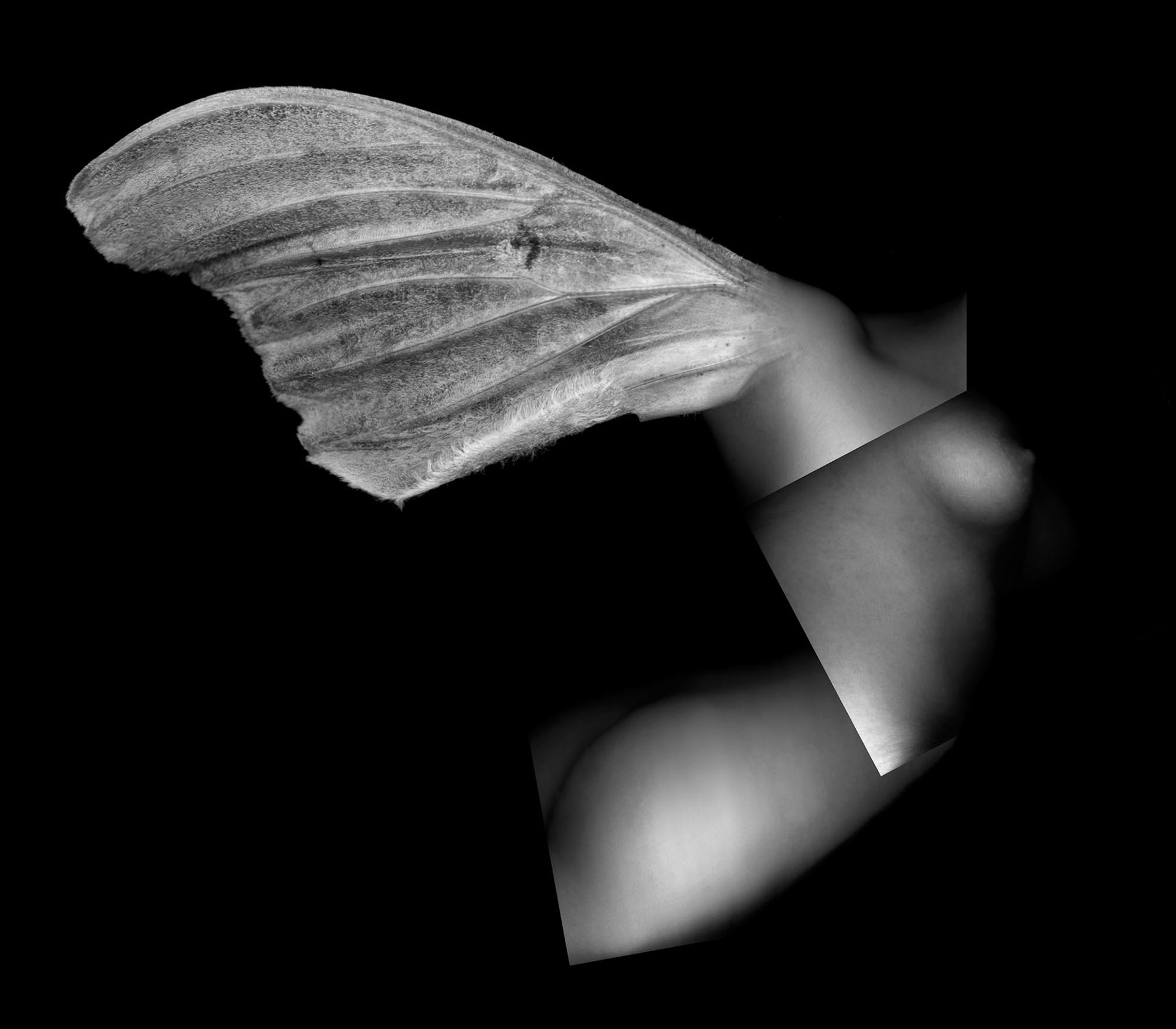 Growing Wings II, 2002, archival pigment print, 16x16"
