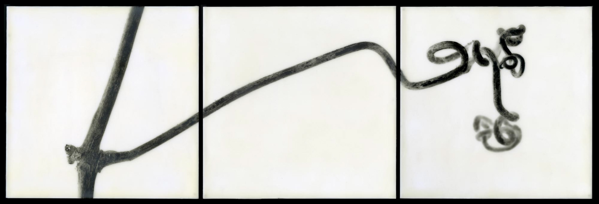 Muscadine II, 2010, 10x30"