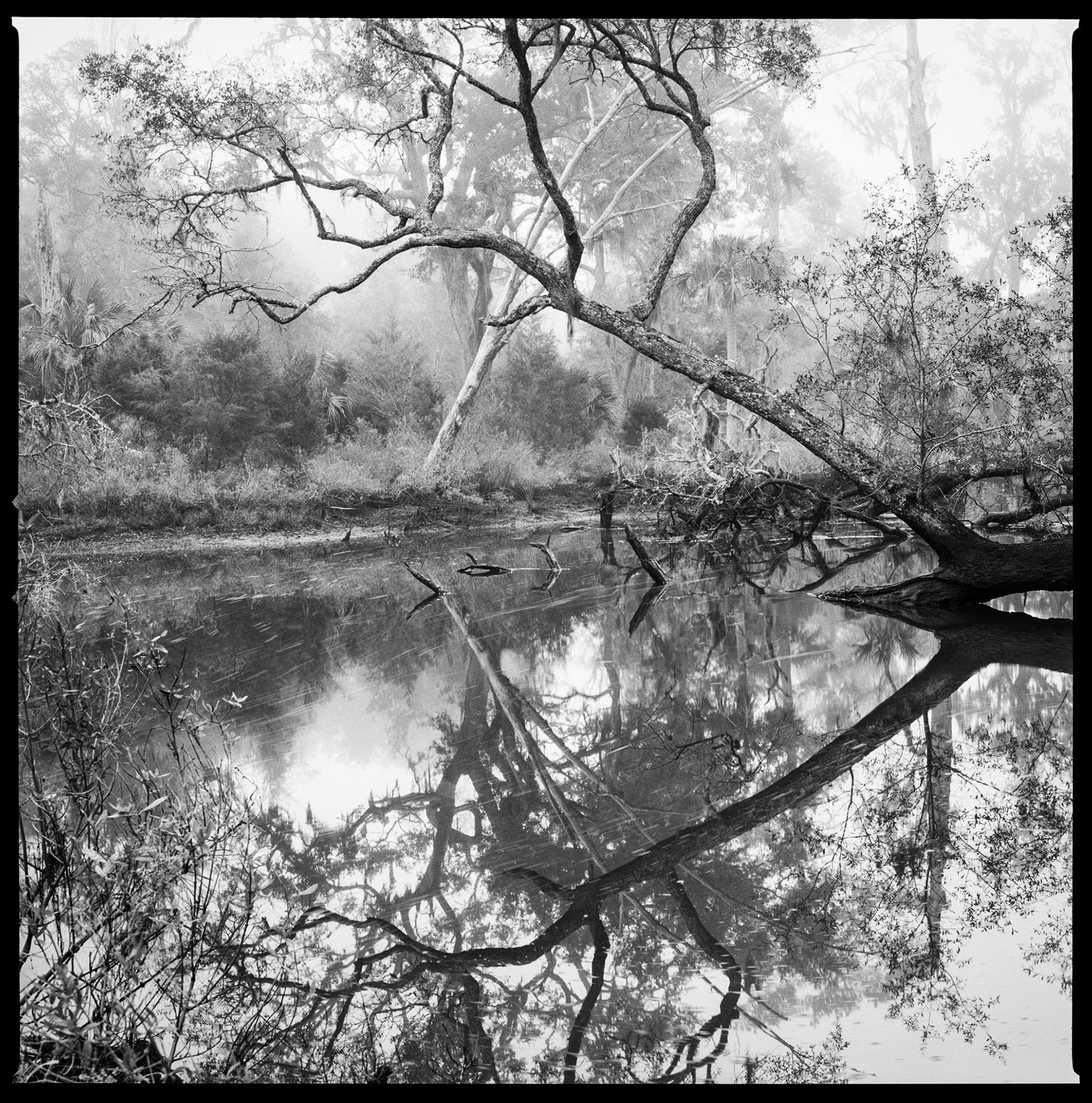 White Bridge Swamp Field Drain Creek, 2016