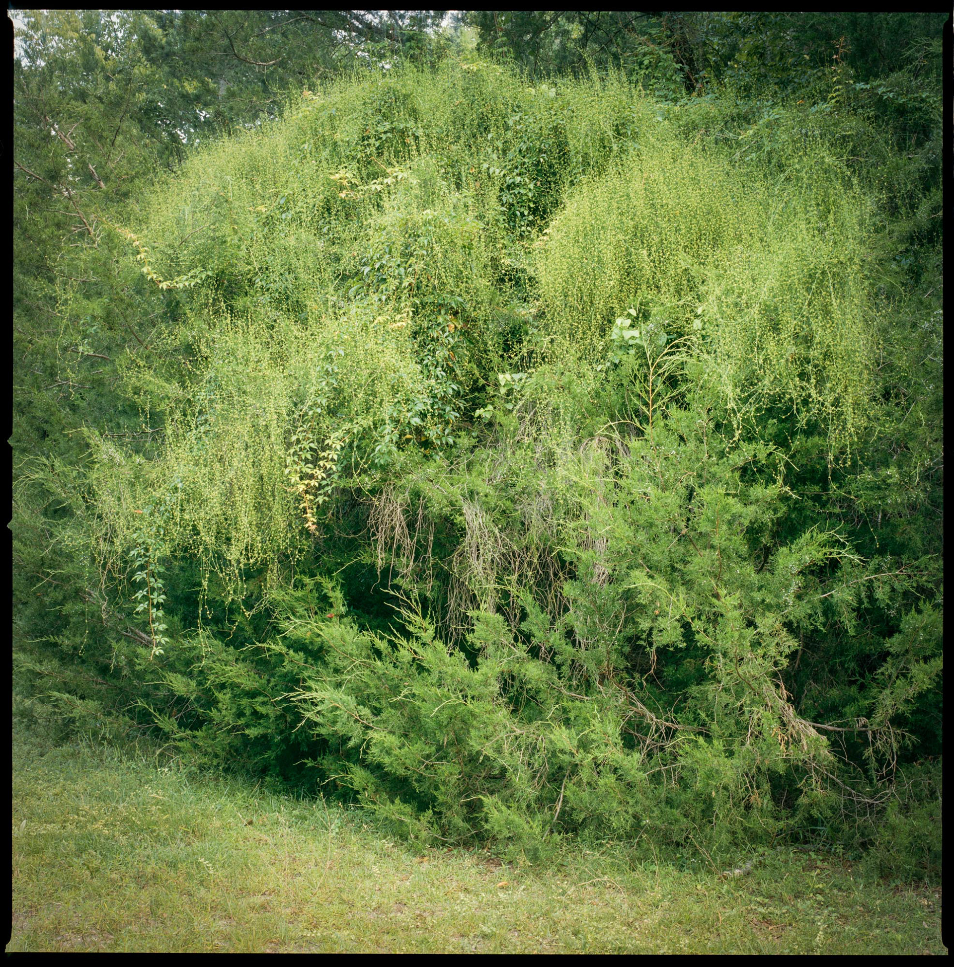 Near Stafford Chimneys, 2017