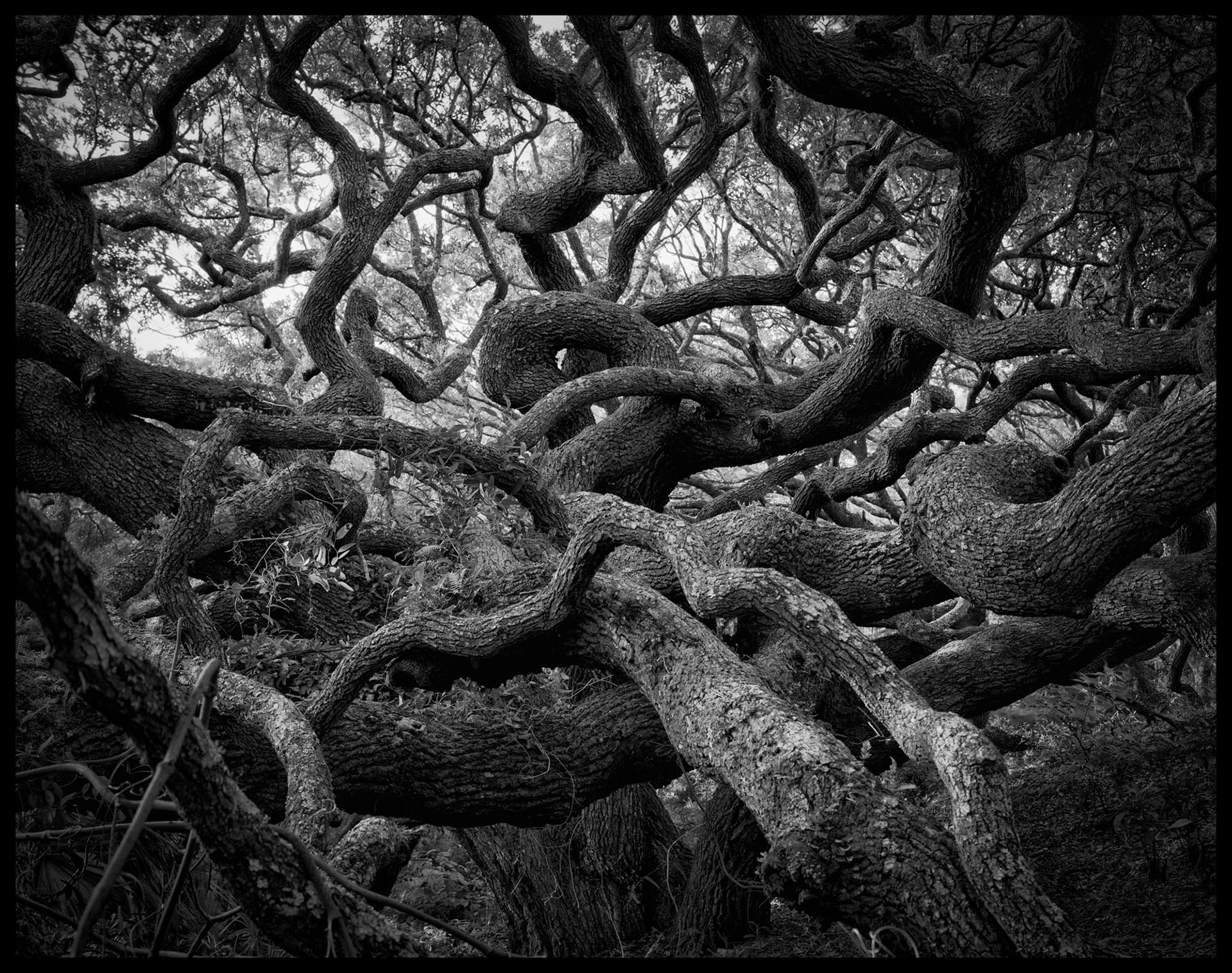 Octopus Oak, South Cut Trail, 2017