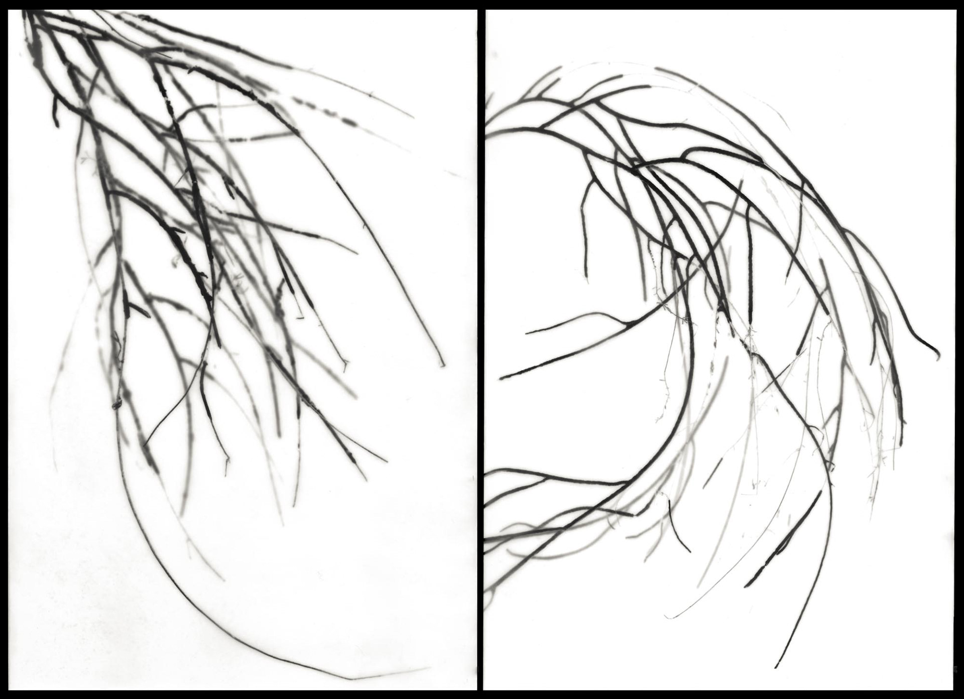 Untitled (Caper's Island, SC), 2010, 18x24"