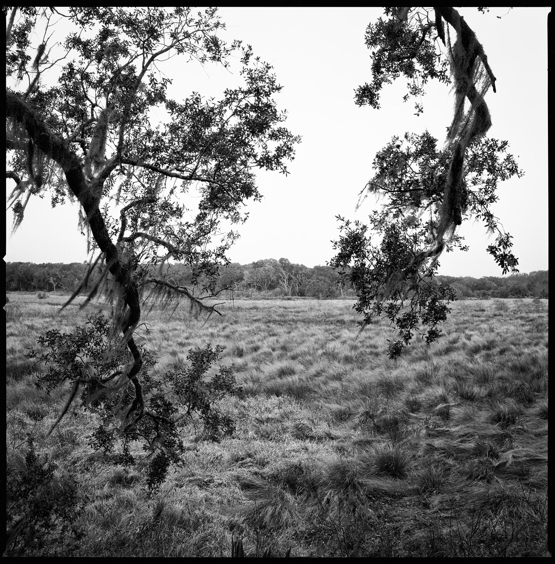 View Through Live Oaks to Lake Whitney Wetlands, Roller Coaster Trail, 2016