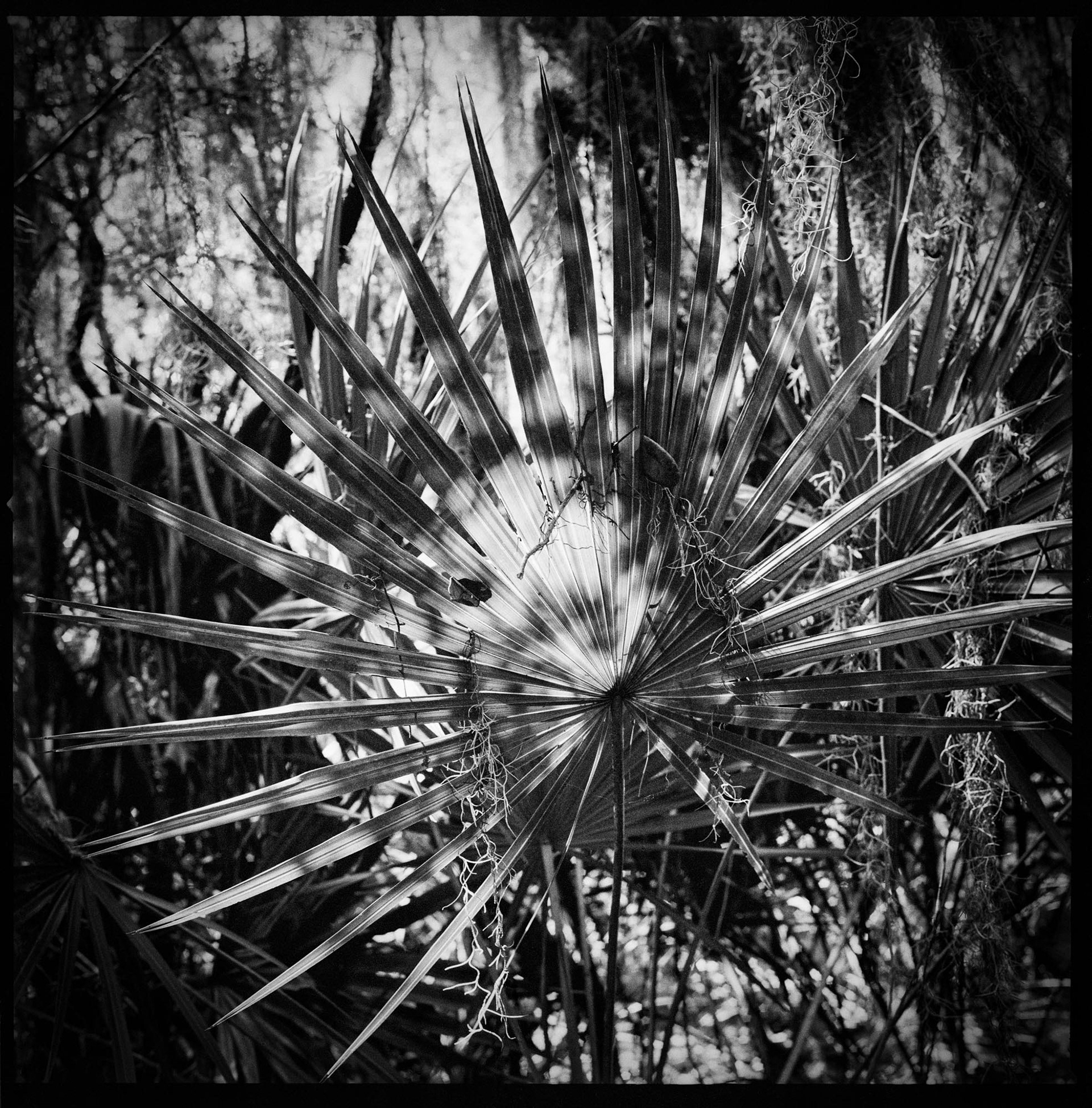 Palmetto Frond, 2016