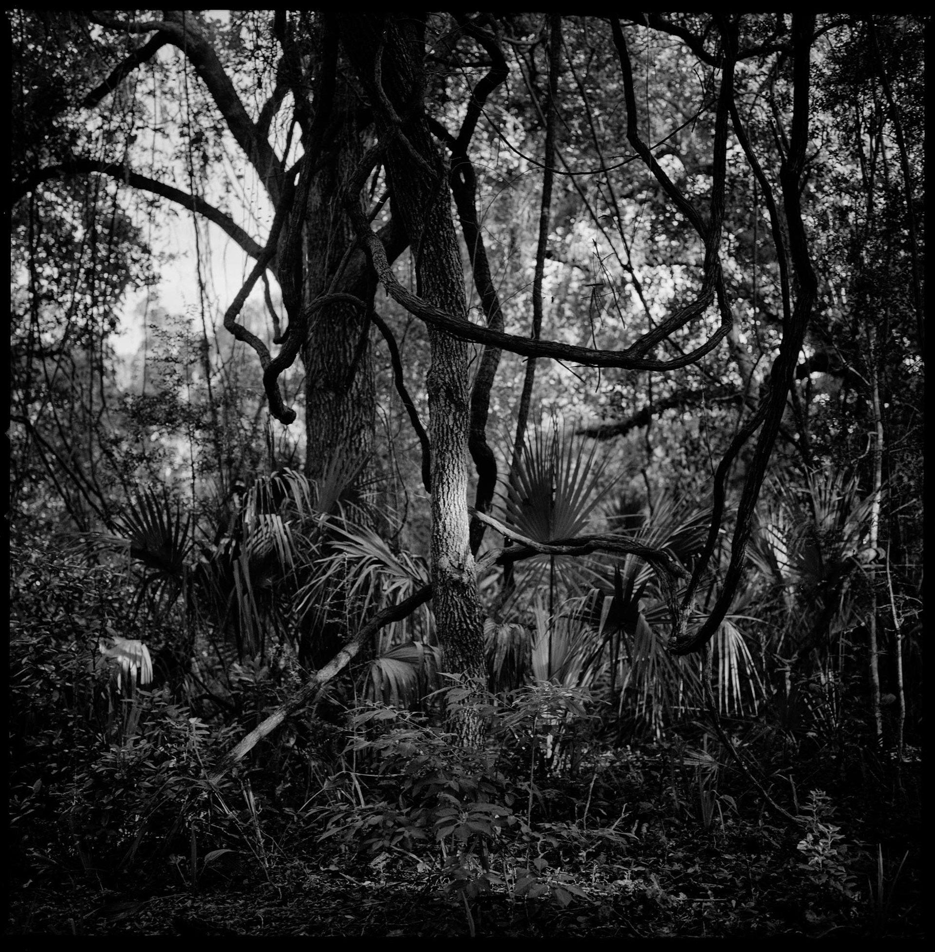 Little Greyfield, 2017