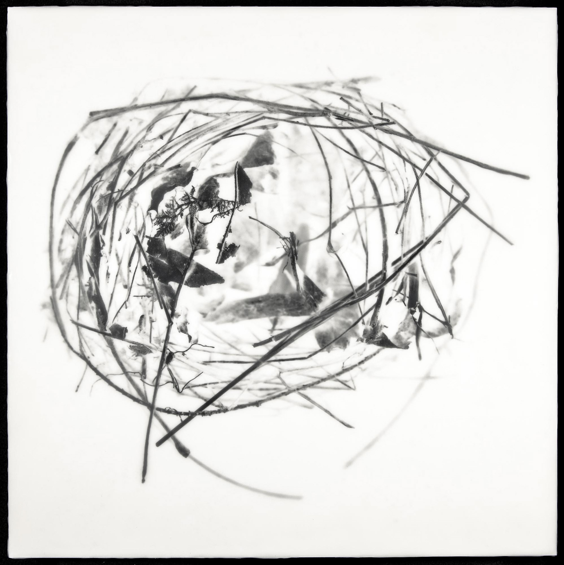 Nest XI, 2012, 16x16"