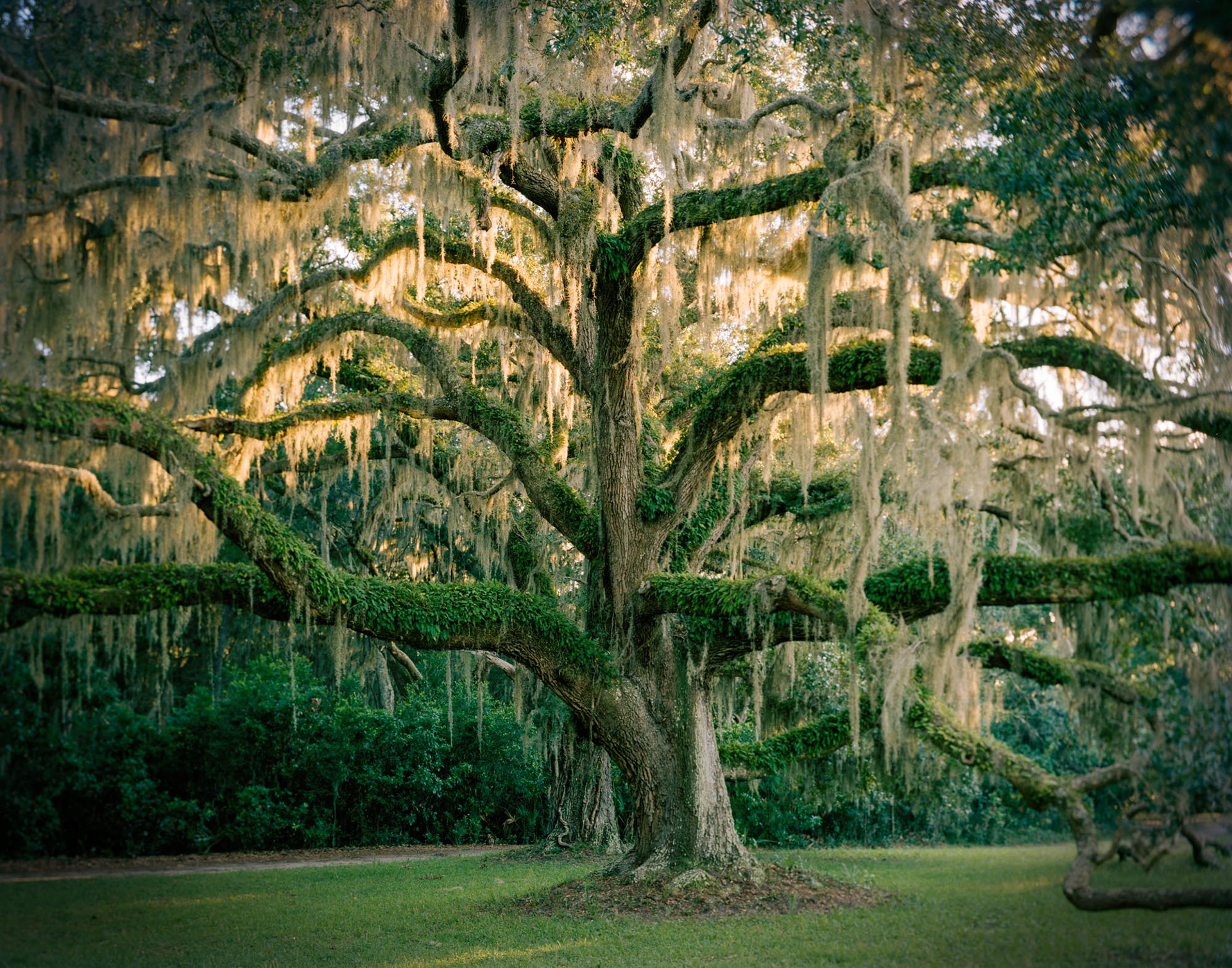 Live Oak and Resurrection Fern, Plum Orchard, 2017