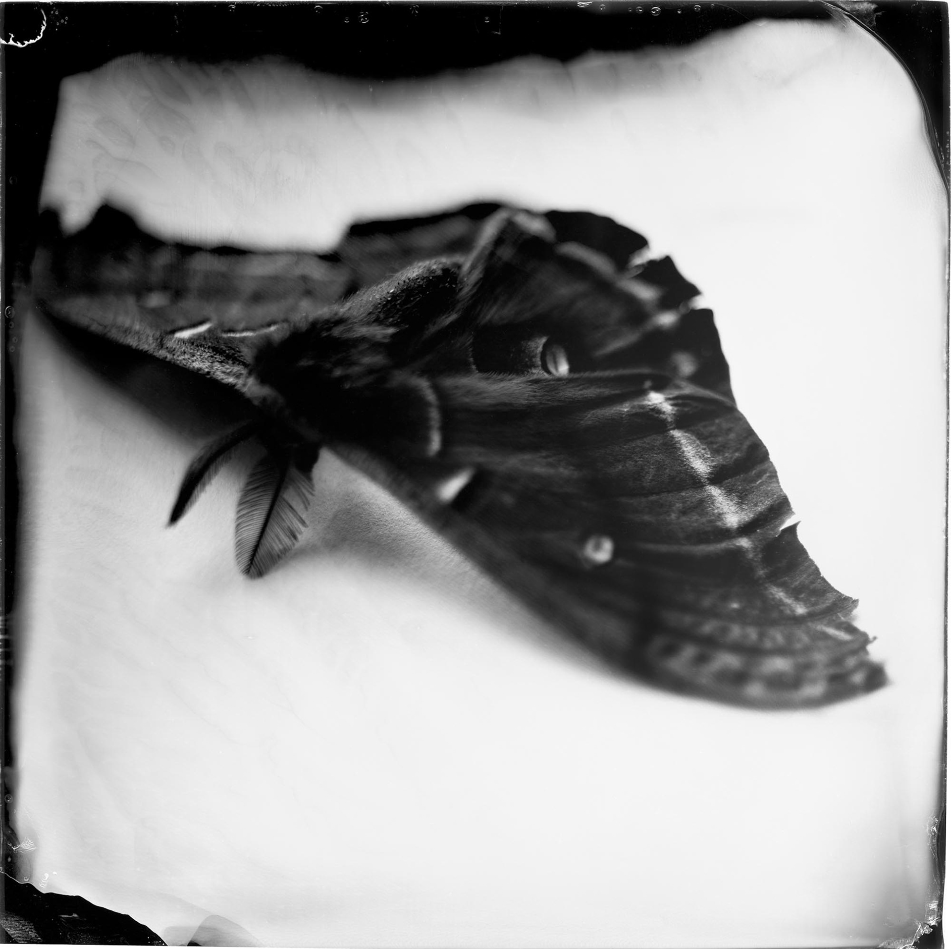 Antheraea polyphemus (polyphemus moth), 19th century, 2007, ambrotype, 7.25x7.25"