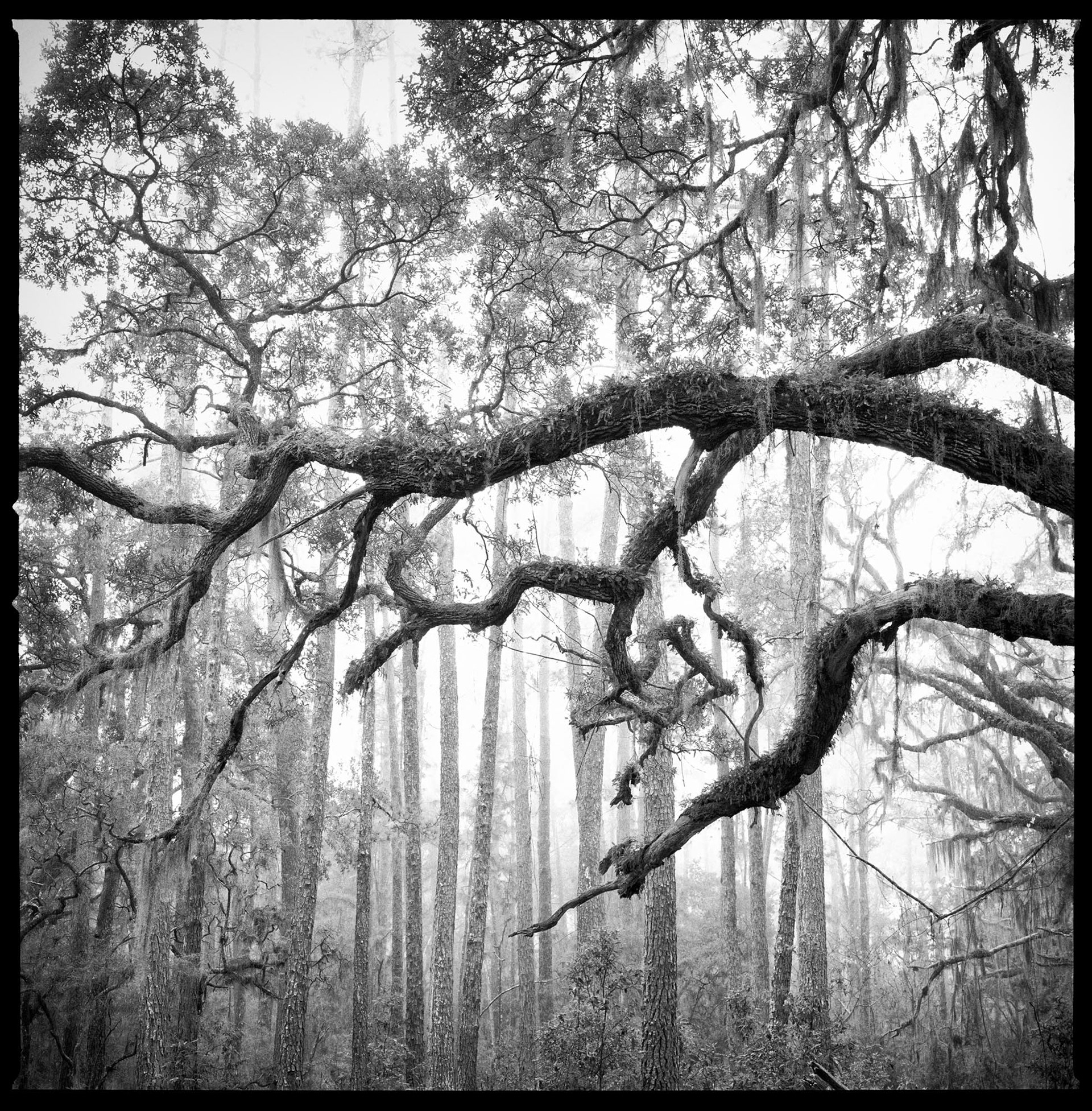 Live Oak and Longleaf Pines in Winter Fog, Old River Trail, 2016
