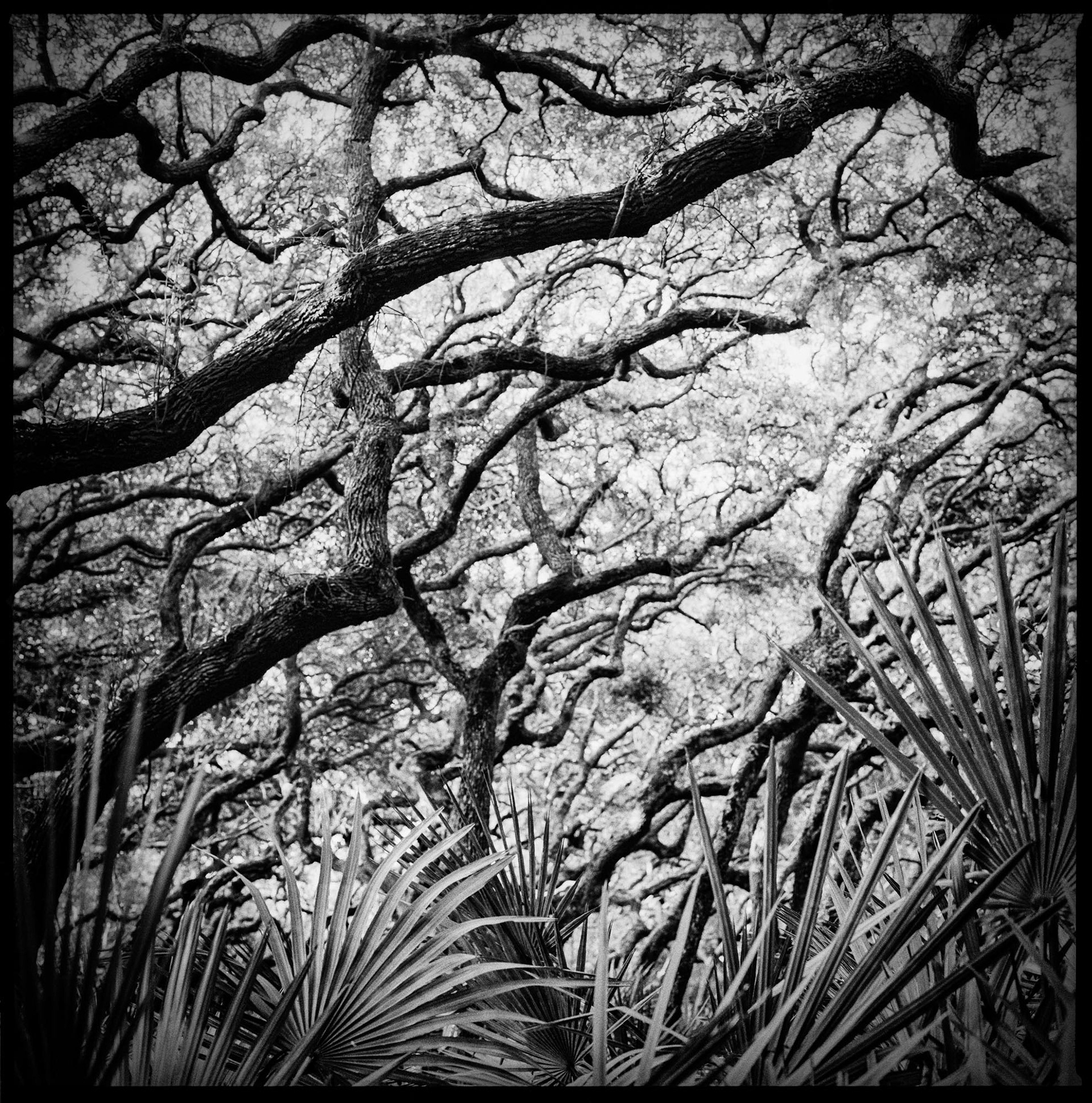 Palmettos and Live Oaks, North End, 2016