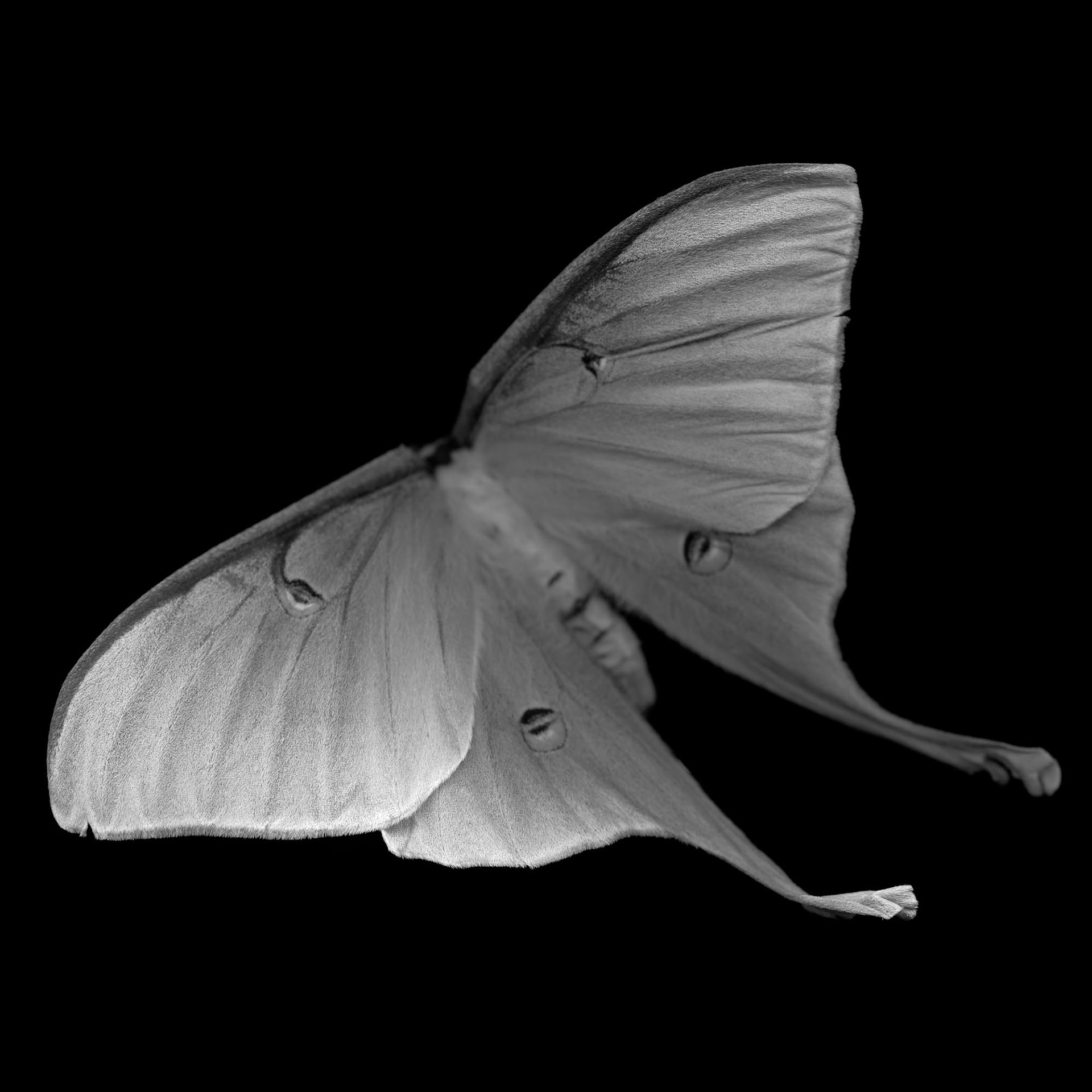 Actias Luna I (luna moth) 21st century, 2008, archival pigment print, 40x40"